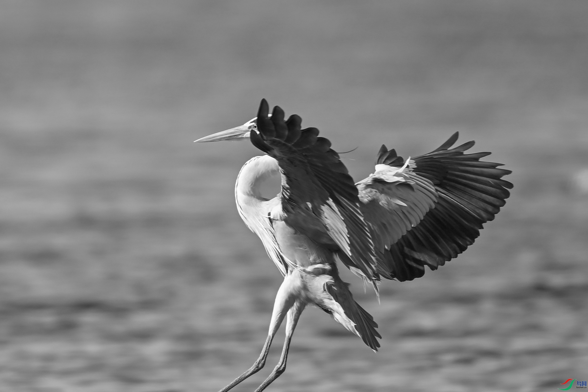 DSC_8272-.jpg