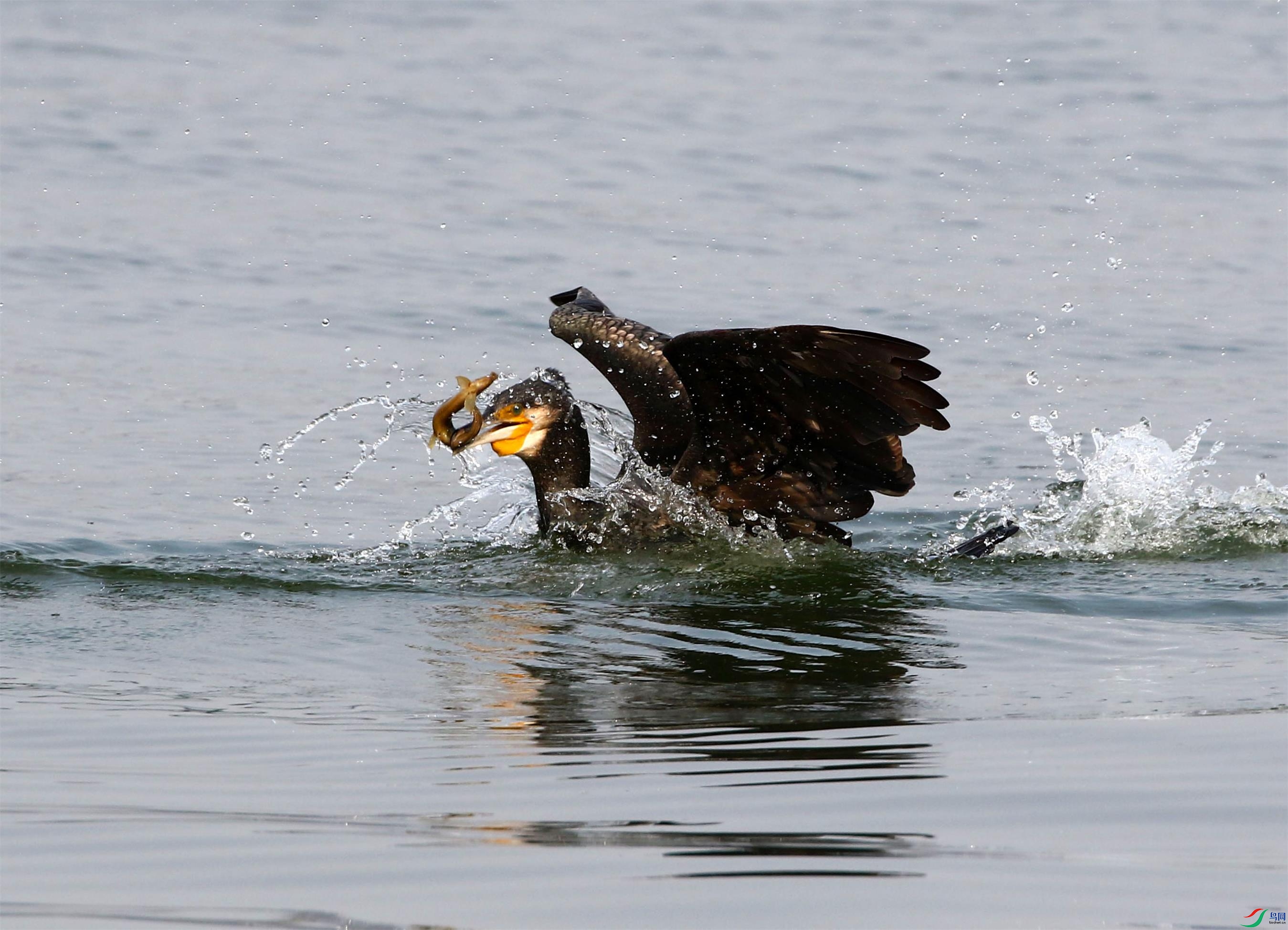 A33A0379 - ����.JPG