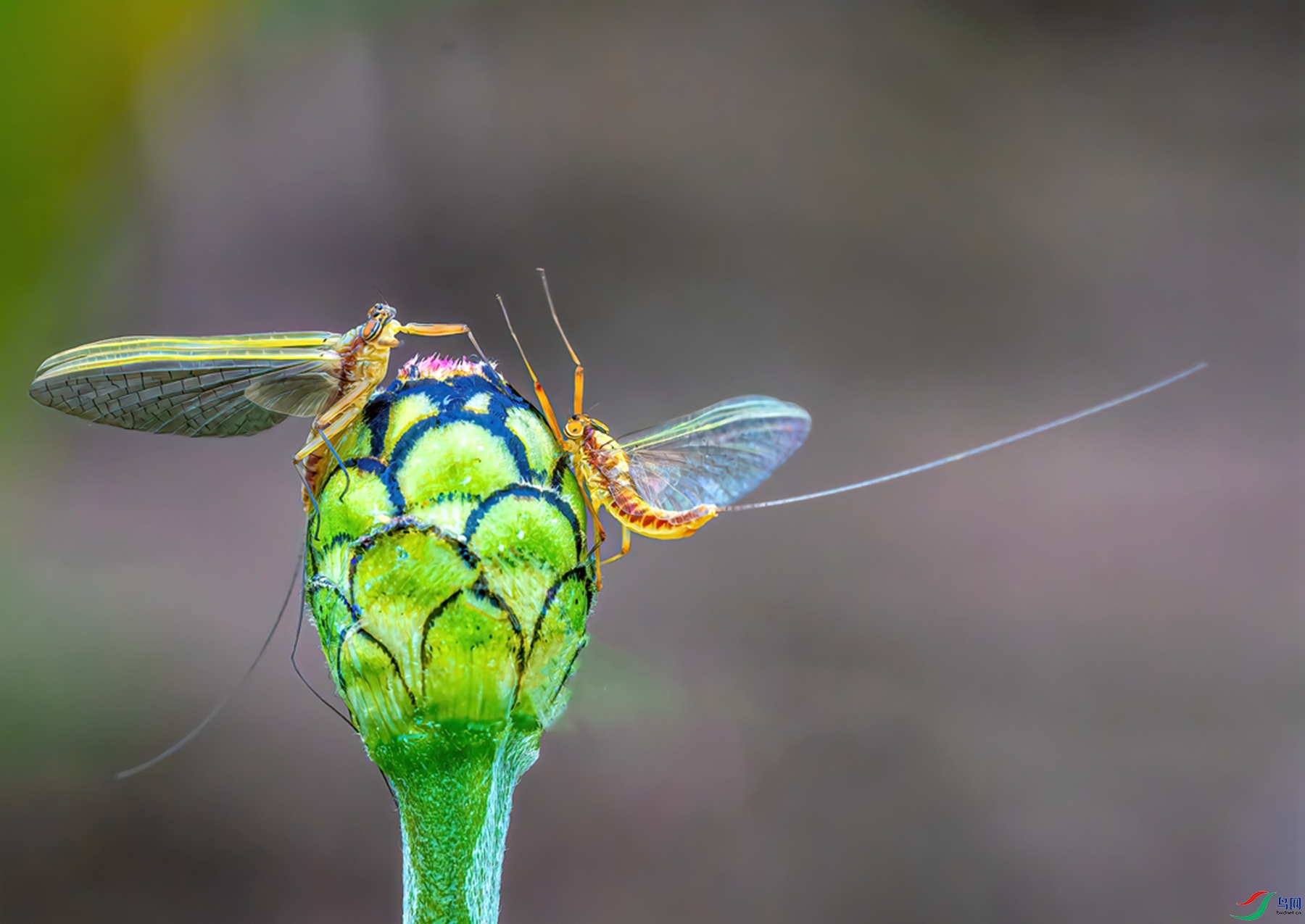 DSC05233-ARW_DxO_DeepPRIME ���� 2.jpg