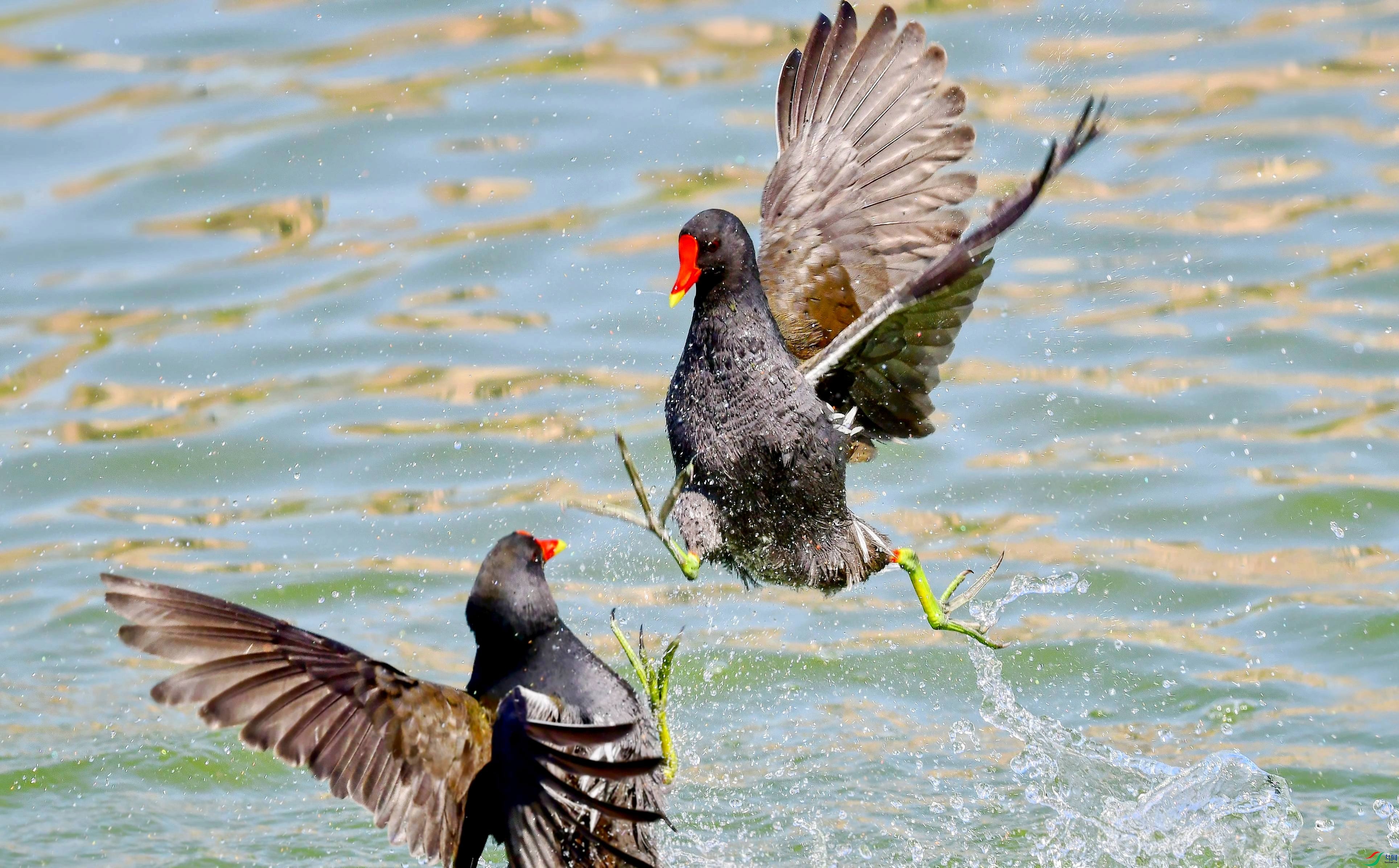 DSC_2461_conew5.jpg