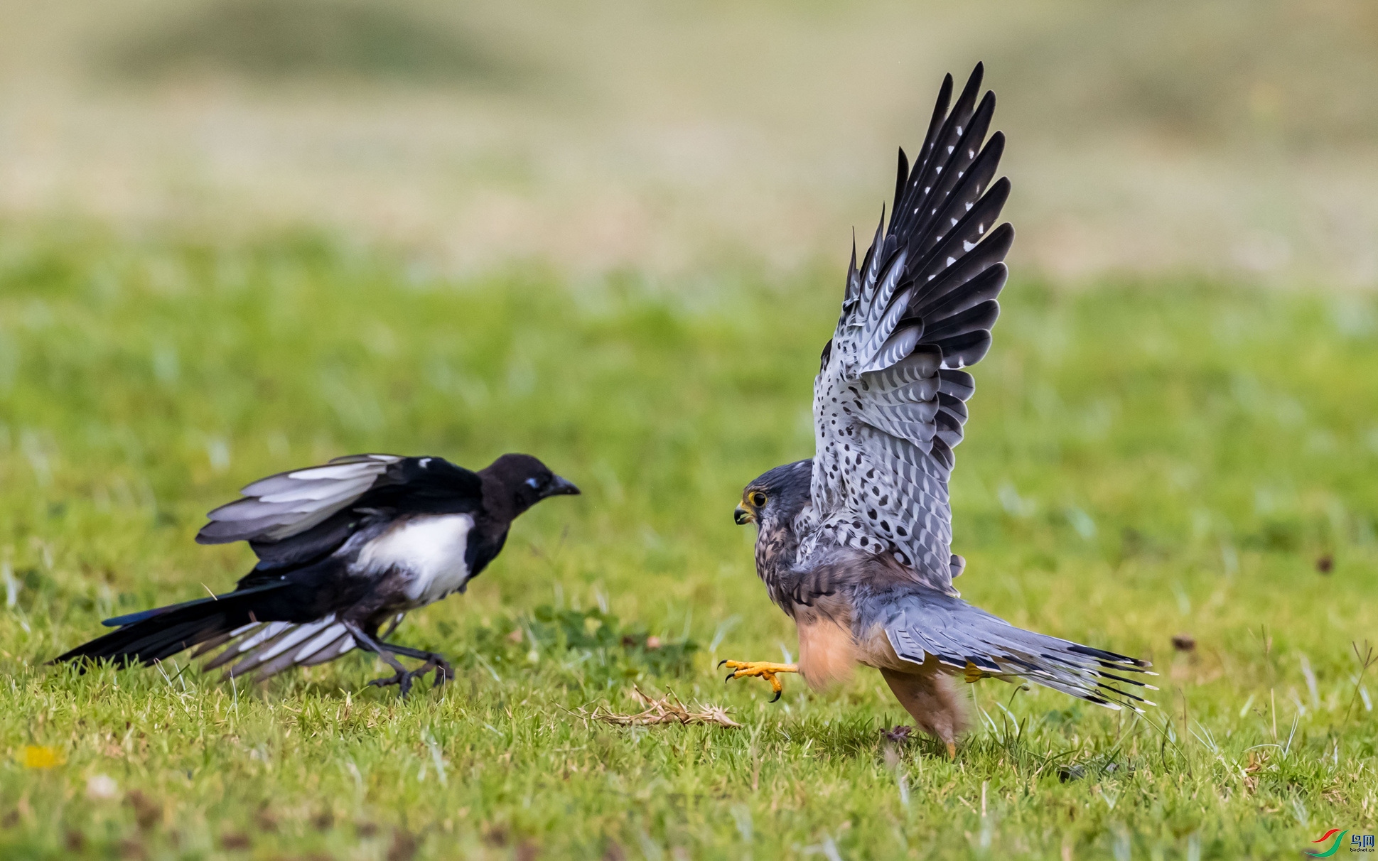 ������ϲȵ