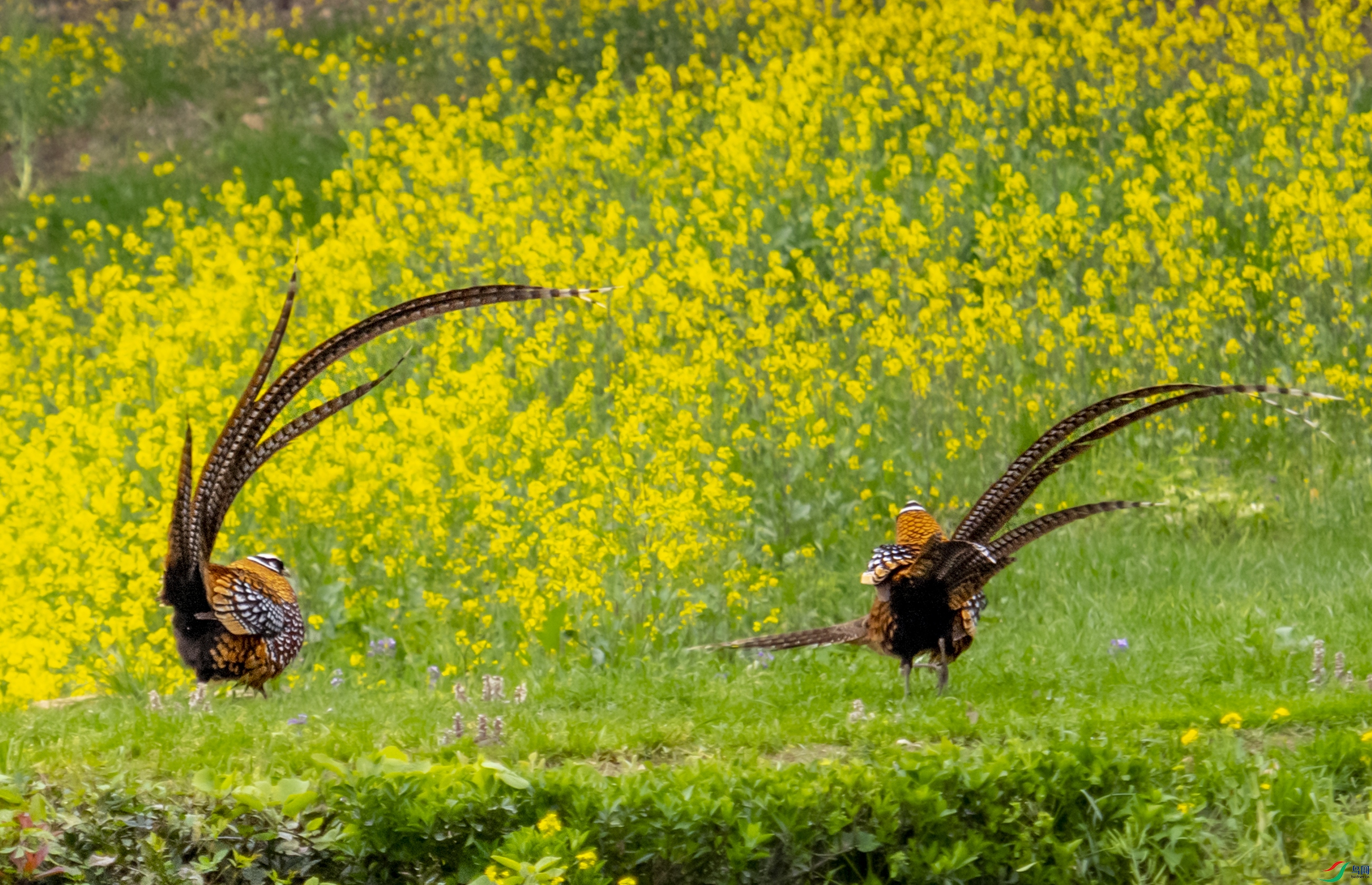 DSC_7138�׹ڳ�β��.JPG