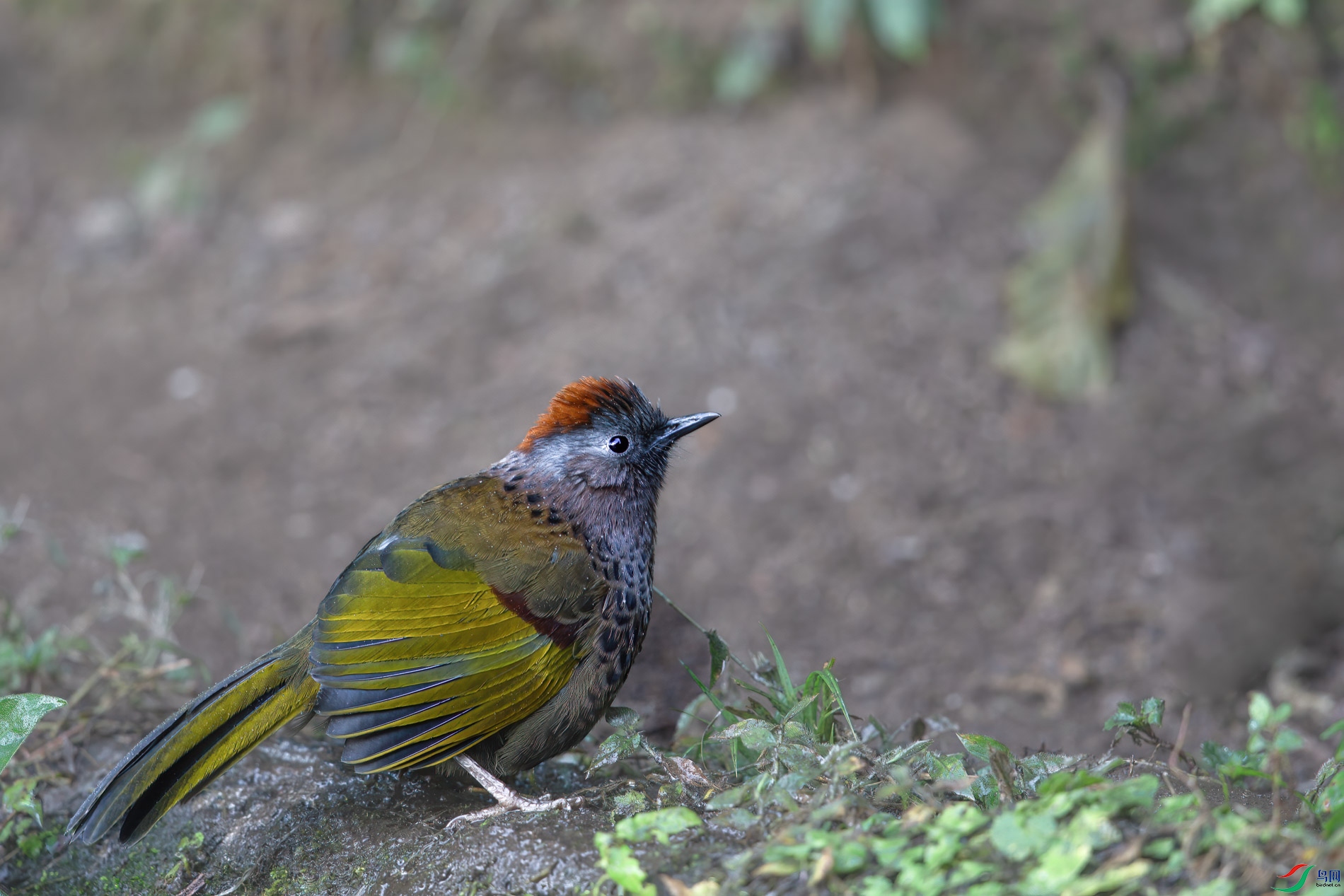 AQ4P2748-1.jpg