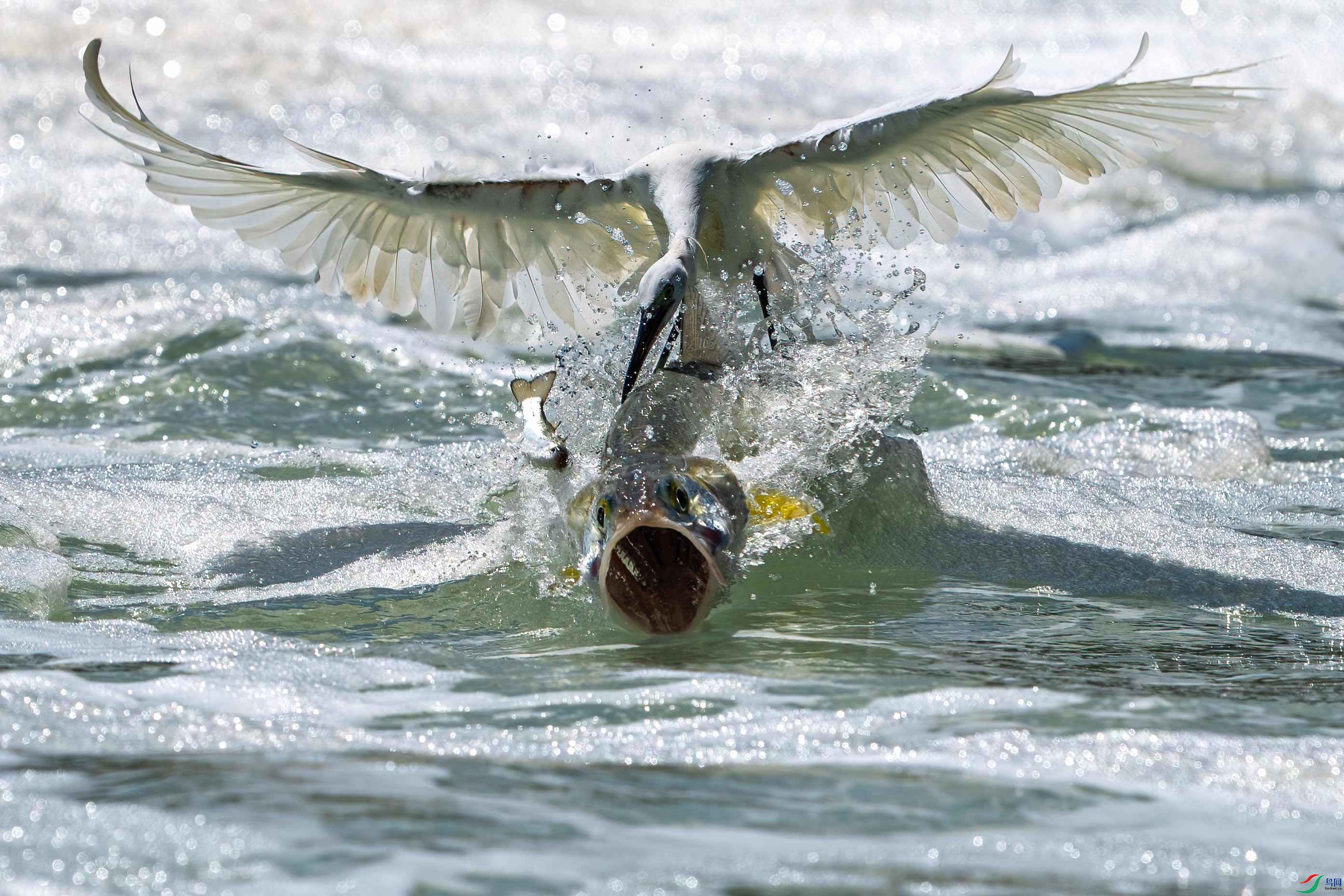 DS99C00549 2-009.jpg