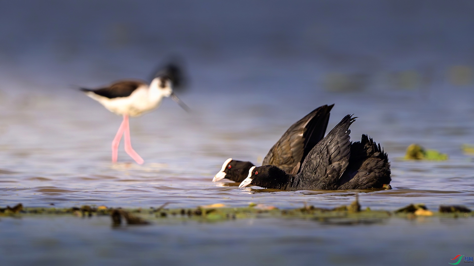 1-2_XXL6559-����ǿ-NR ���� 2.jpeg