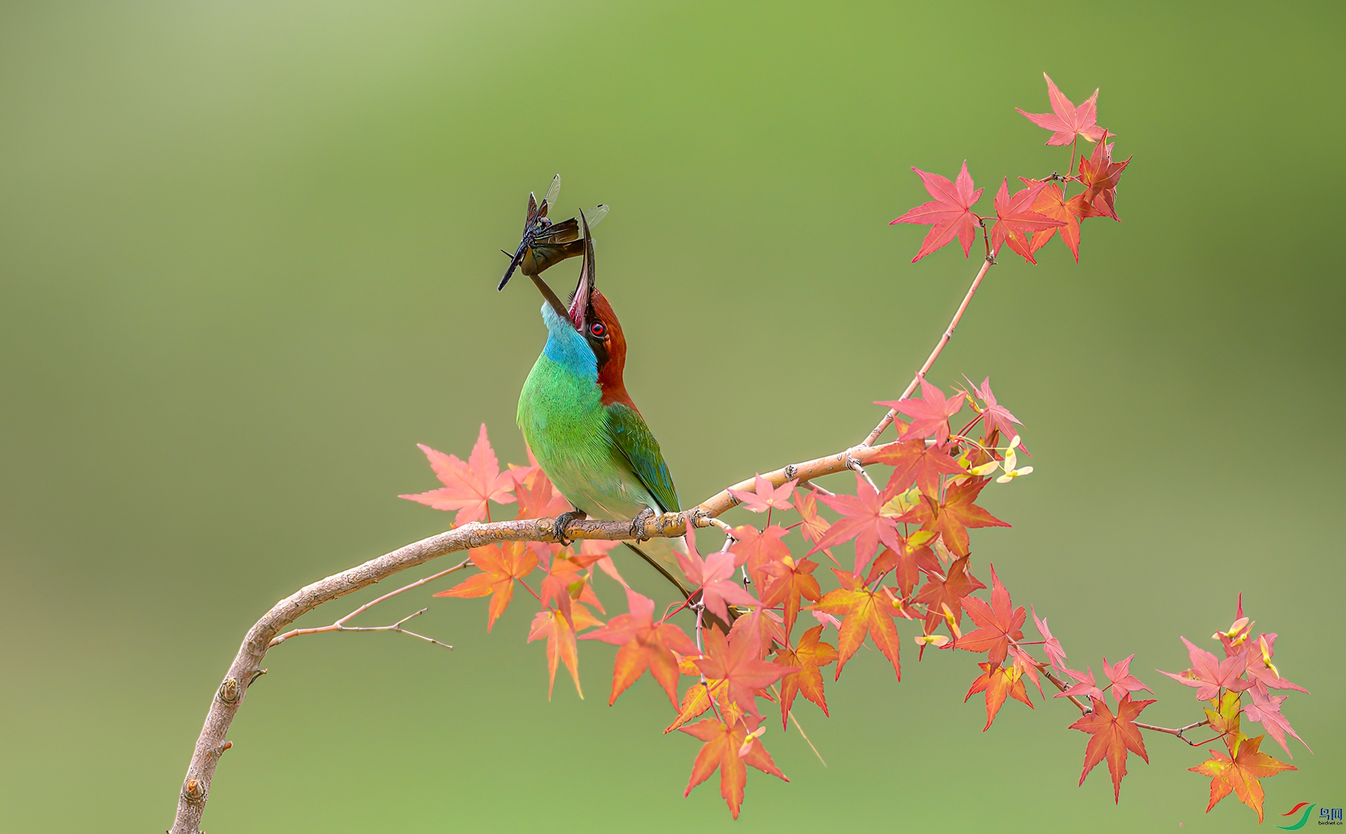 407A0284-Sha----1 .jpg