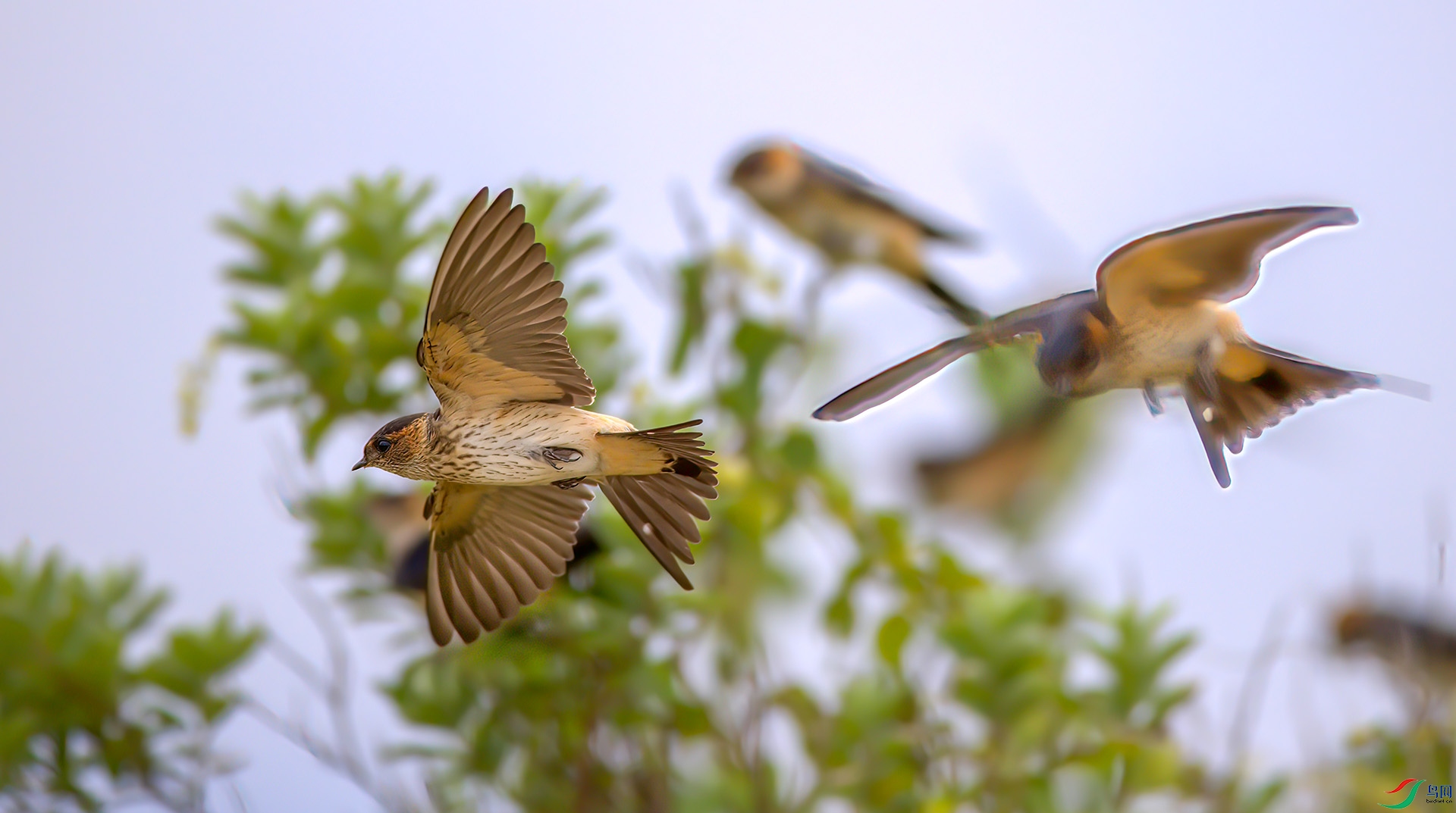 407A7402-Sha---1  .jpg