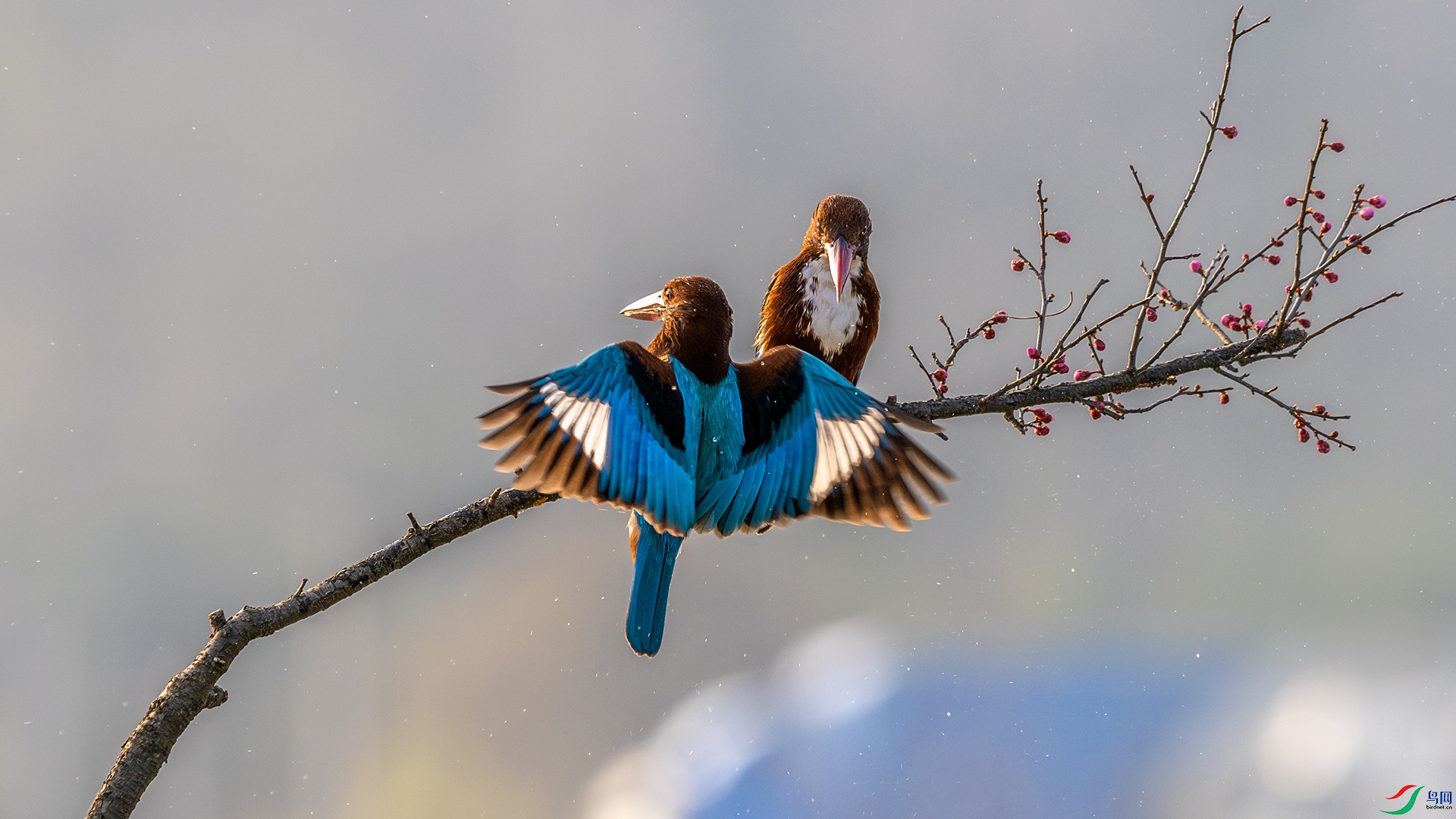 DSC_2592-����ǿ-NR.jpg