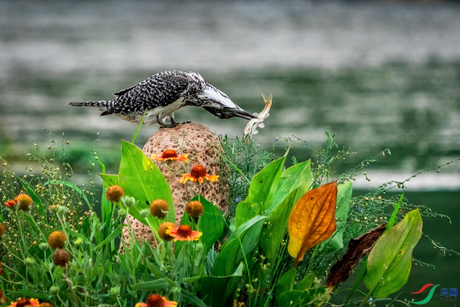 DSC06895-����.jpg