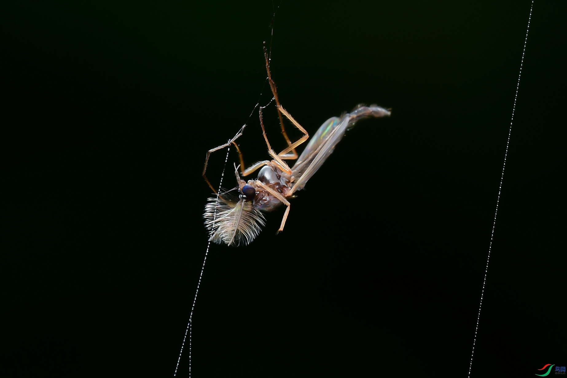 DSC_9448-0.jpg