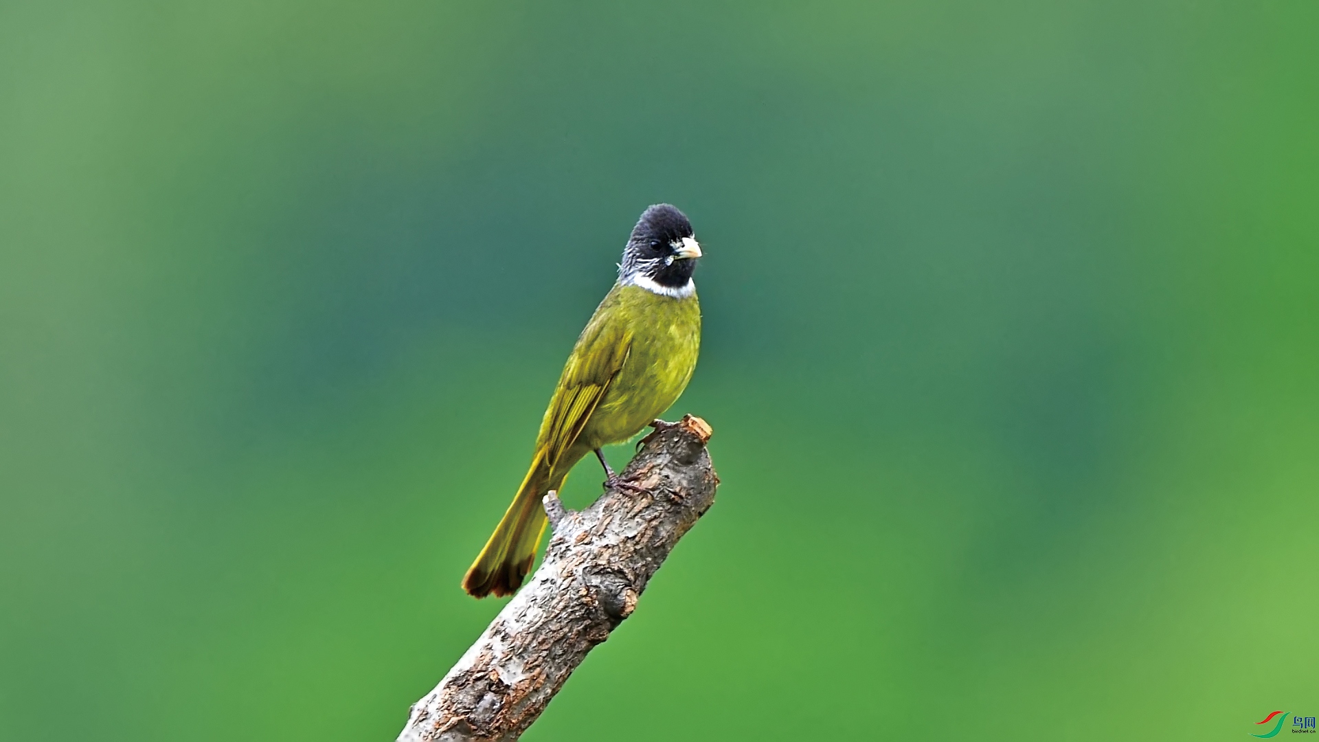 �����ӥ������С�