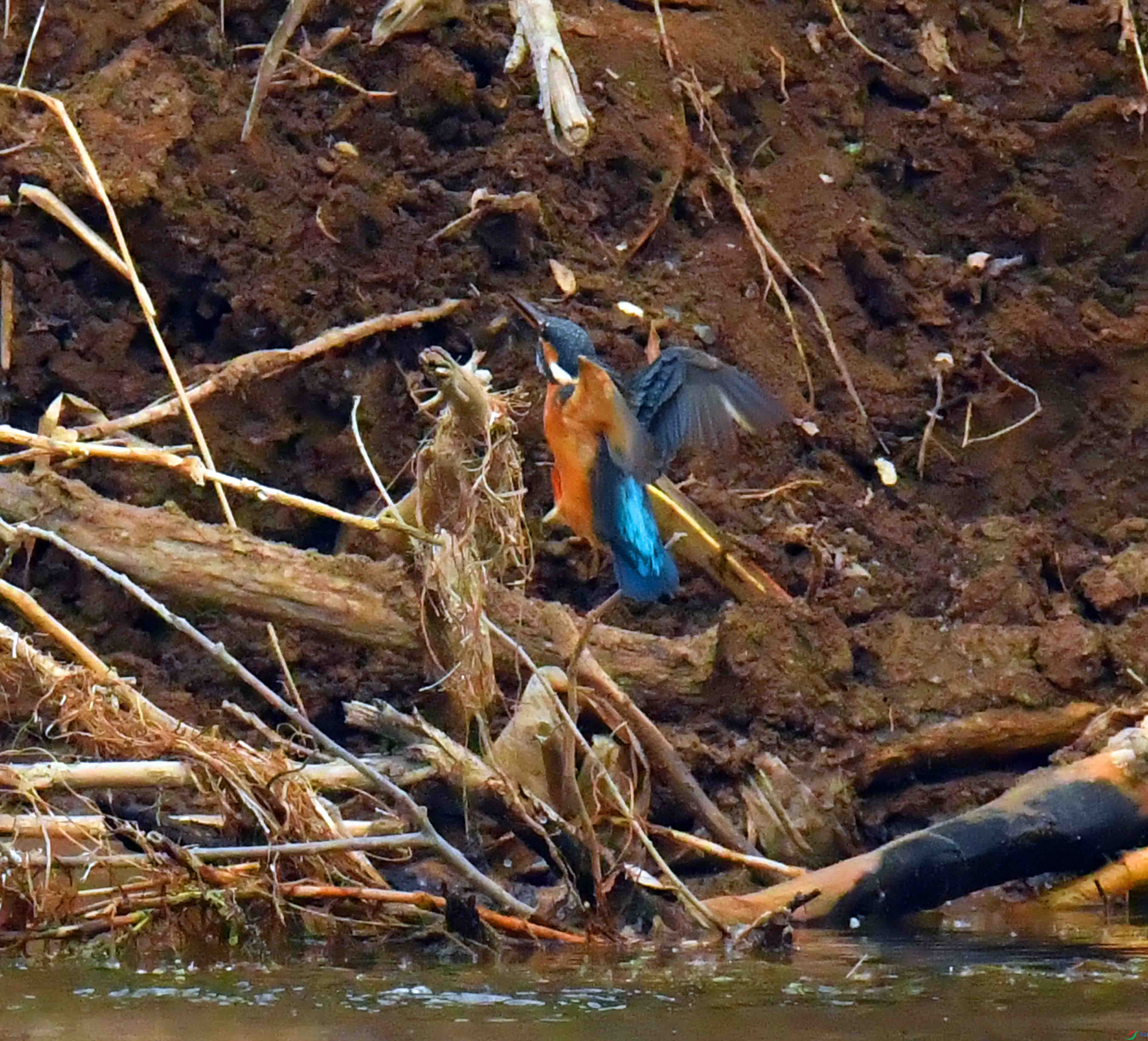 DSC_9734.JPG