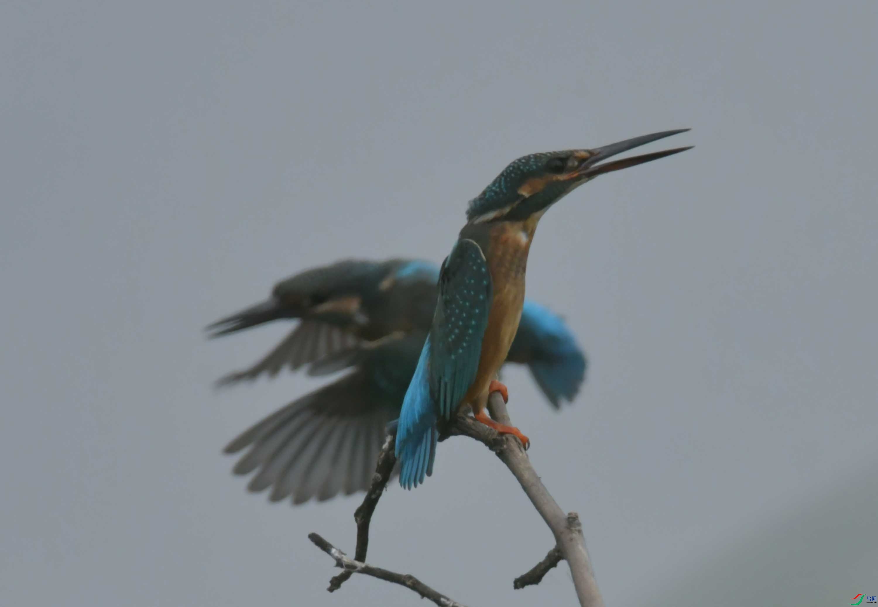 DSC_9868.JPG