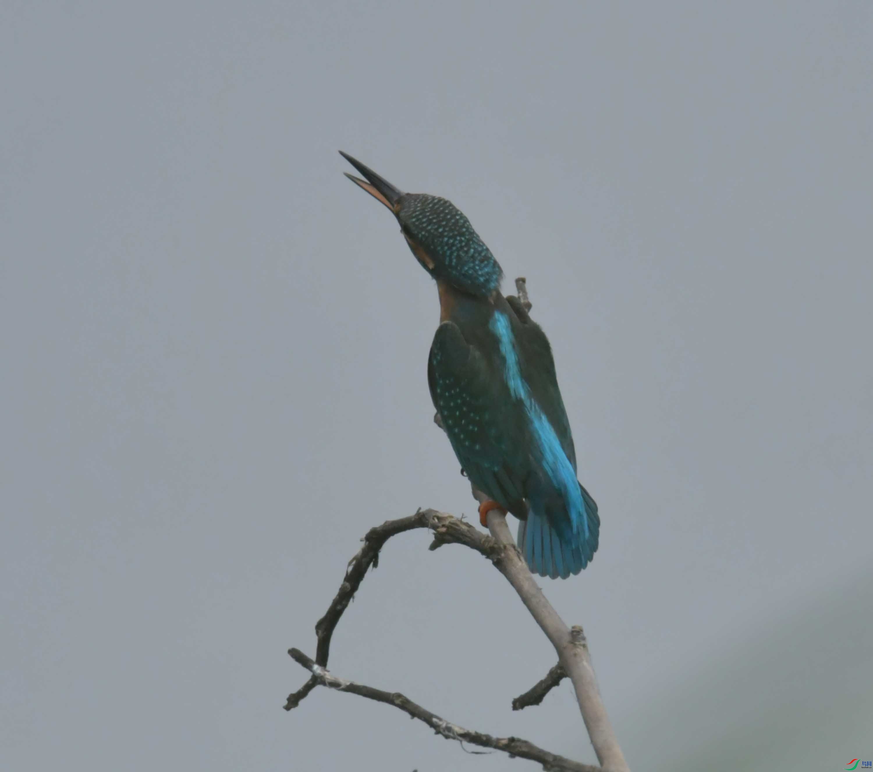 DSC_9871.JPG