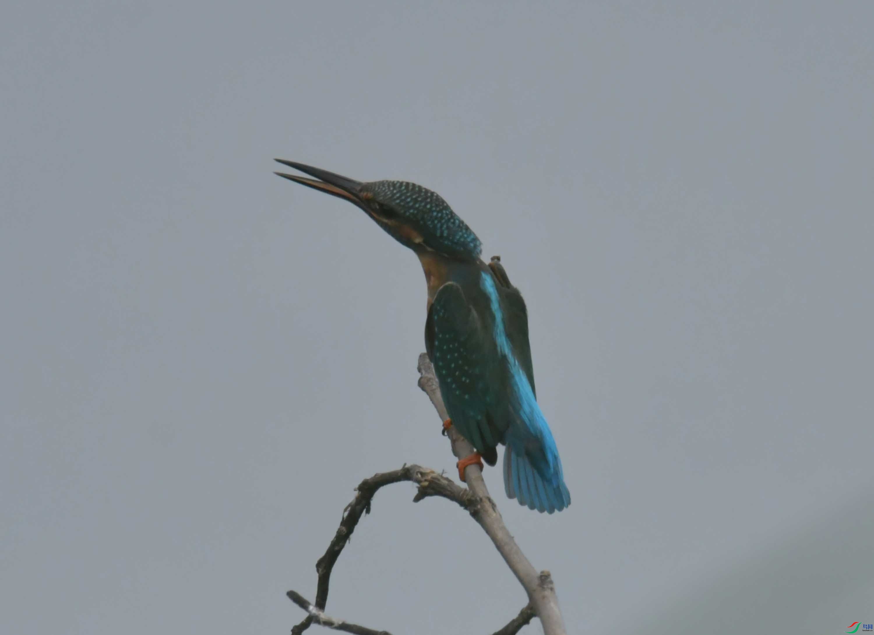 DSC_9872.JPG