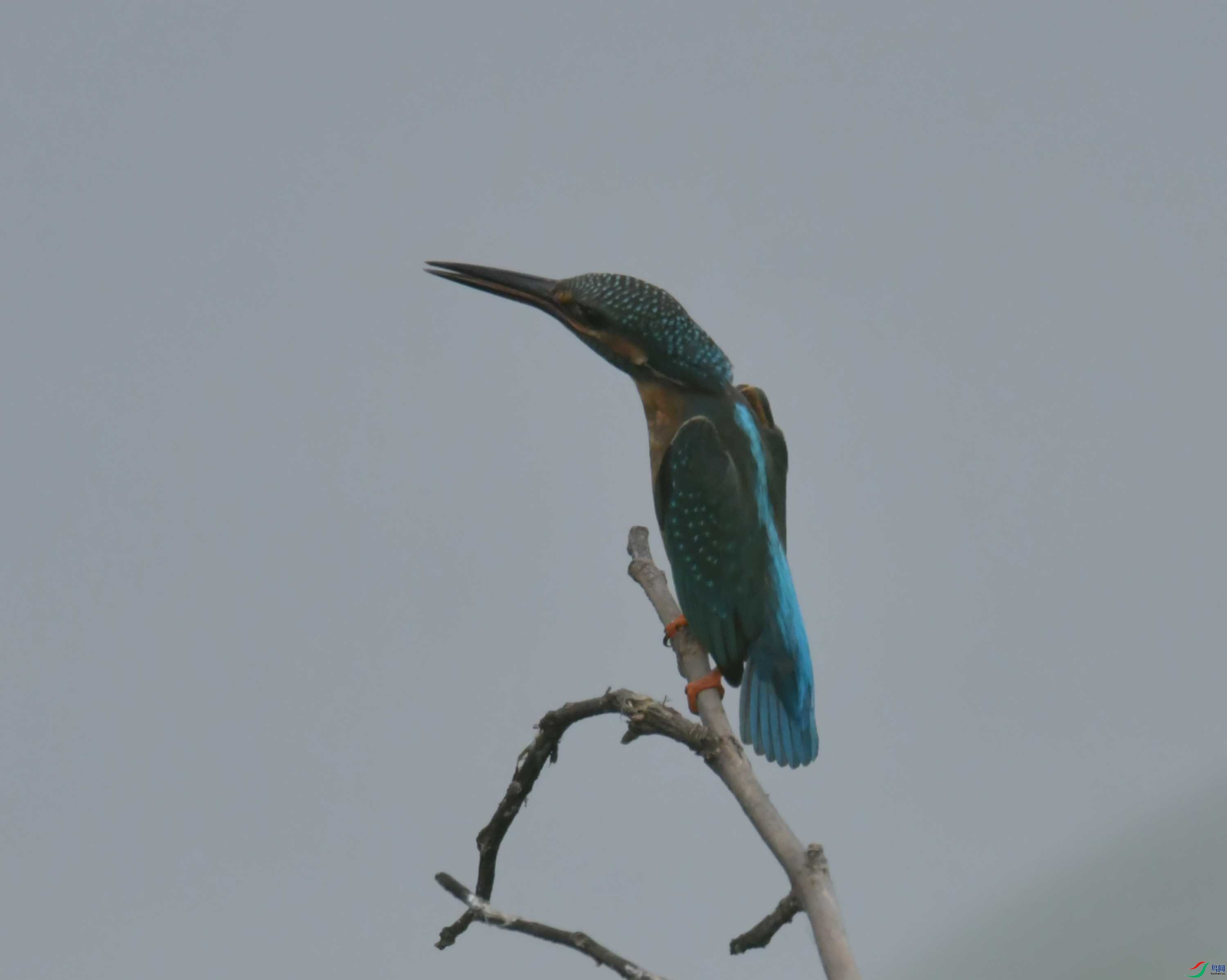 DSC_9873.JPG
