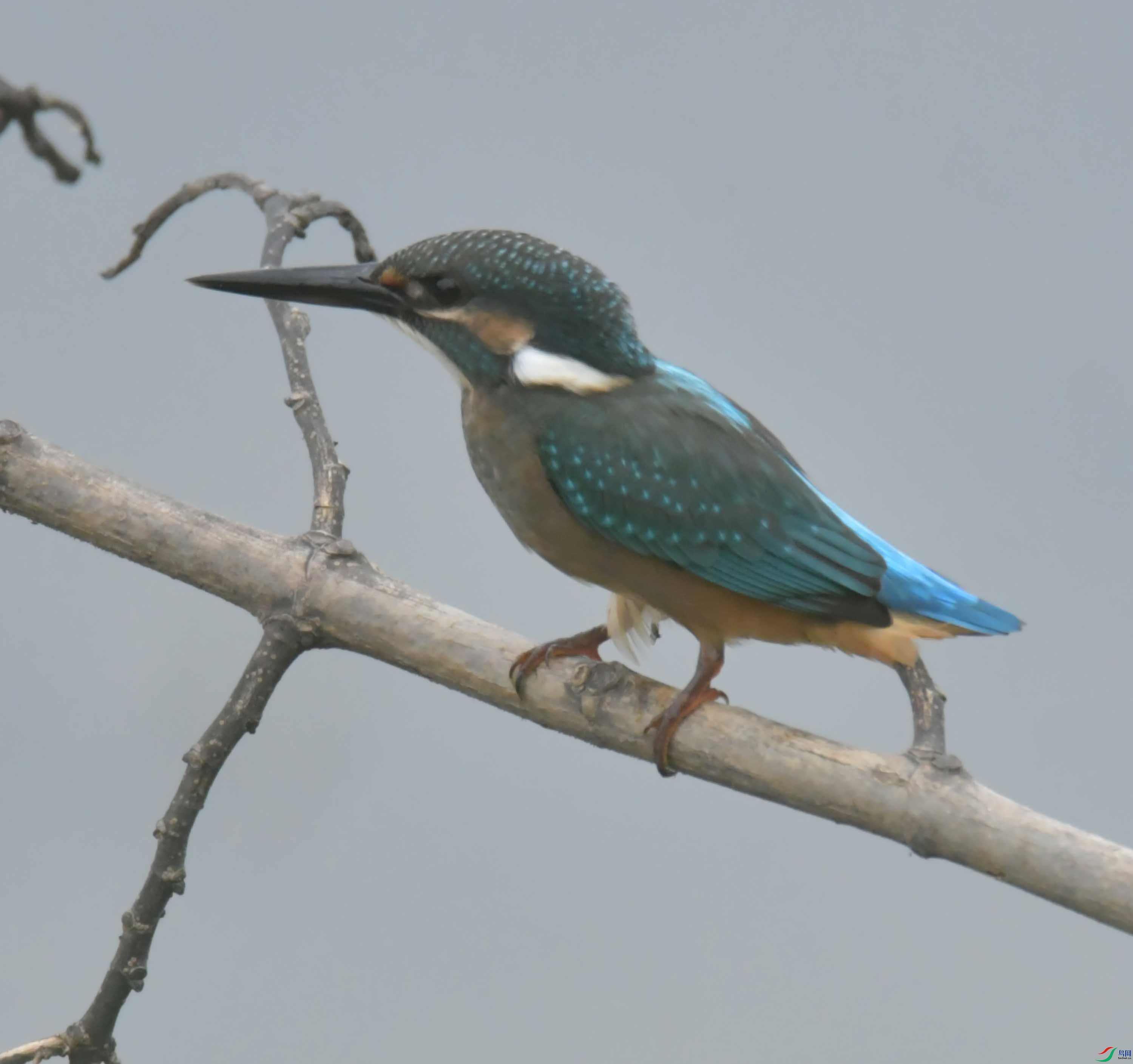 DSC_9883.JPG