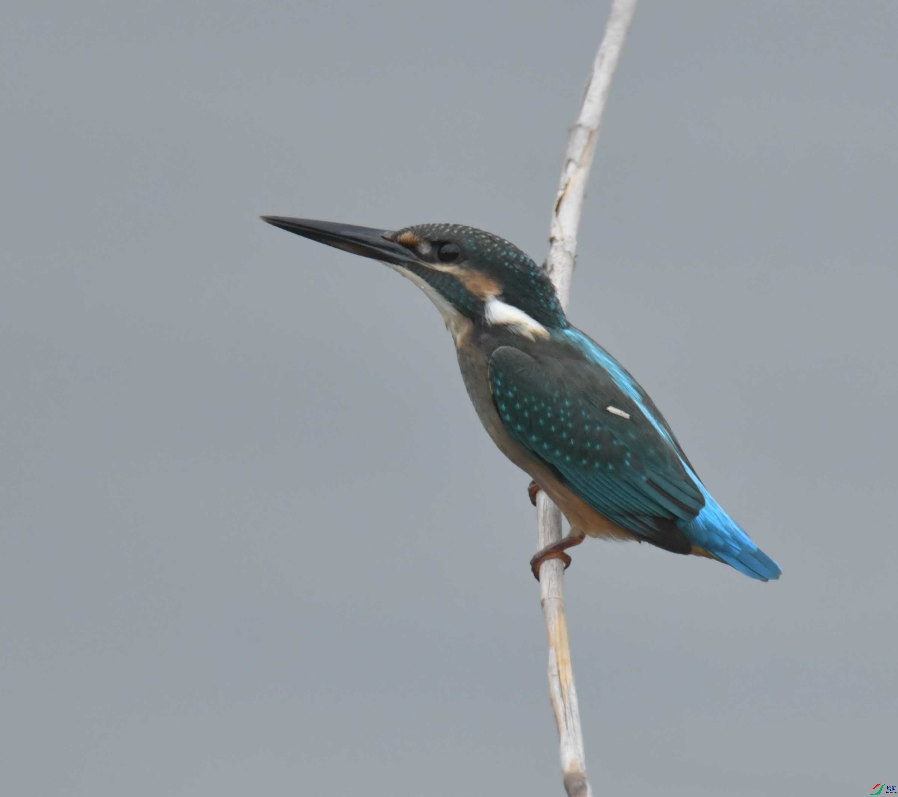 DSC_9879.JPG