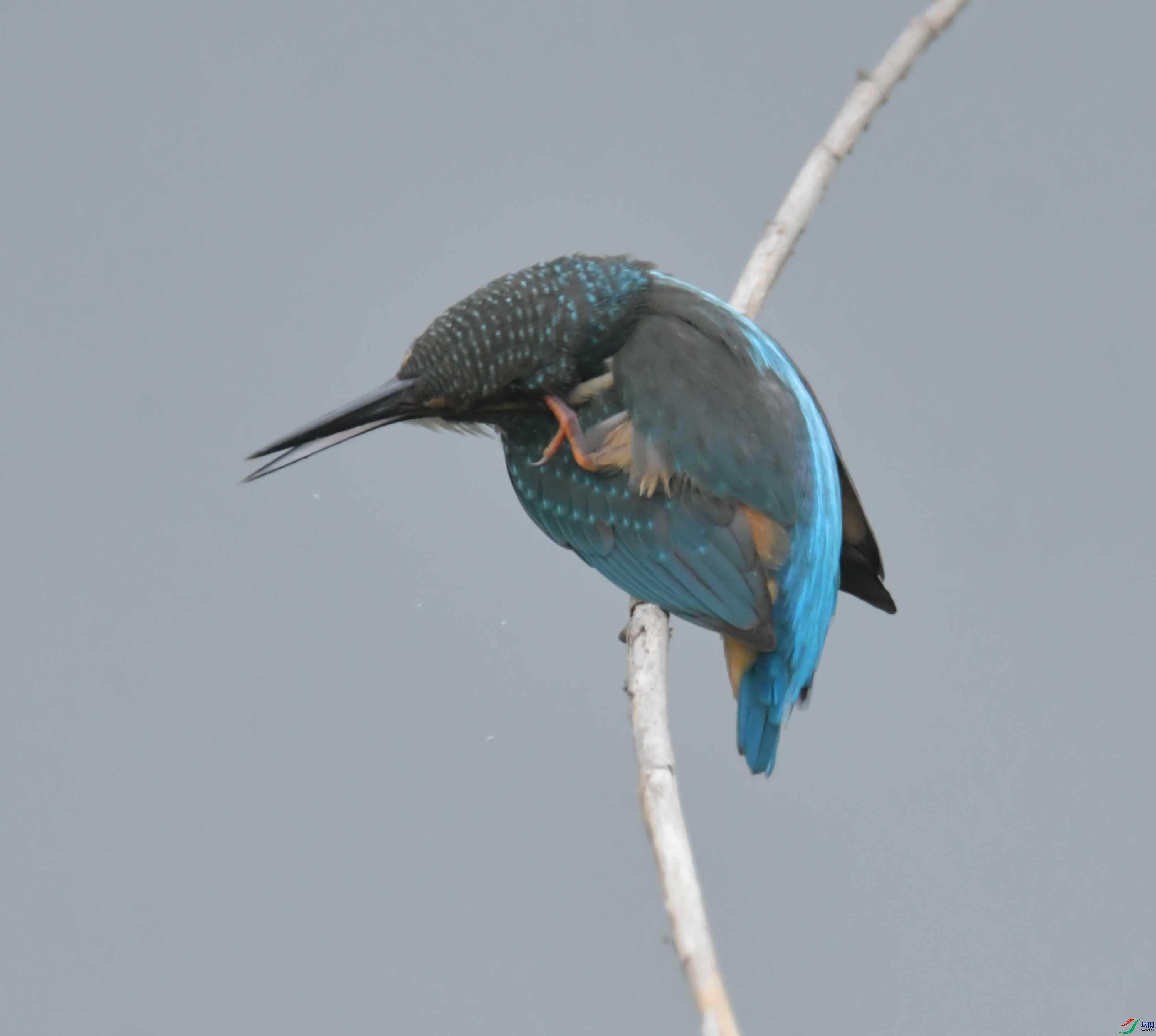 DSC_9895.JPG