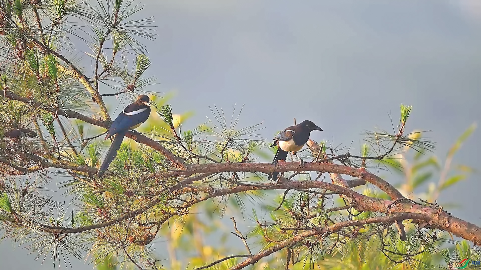 �����ӥ������С�