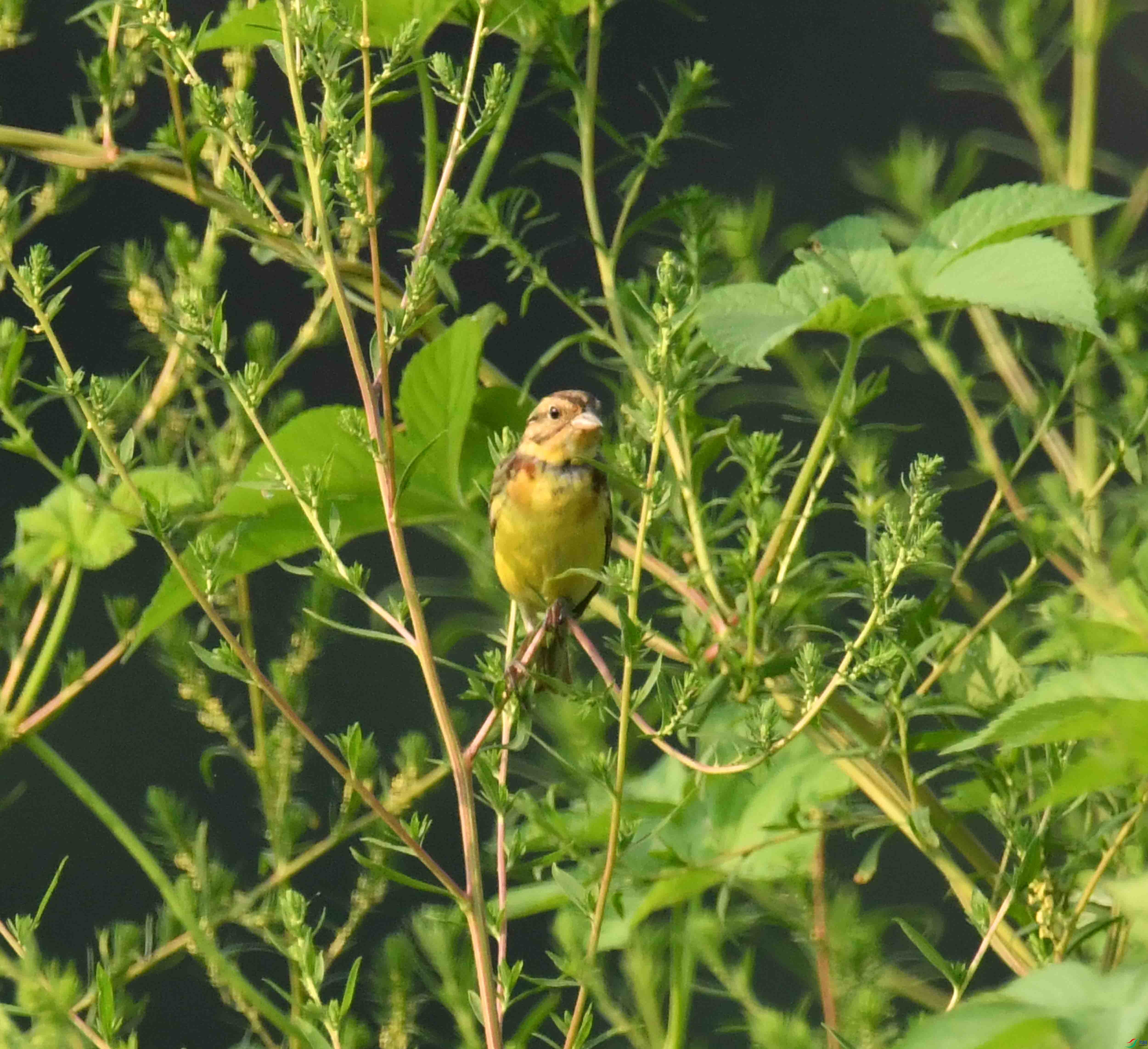 DSC_2069.JPG