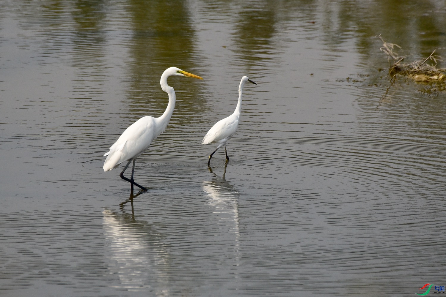 DSC_4142.JPG