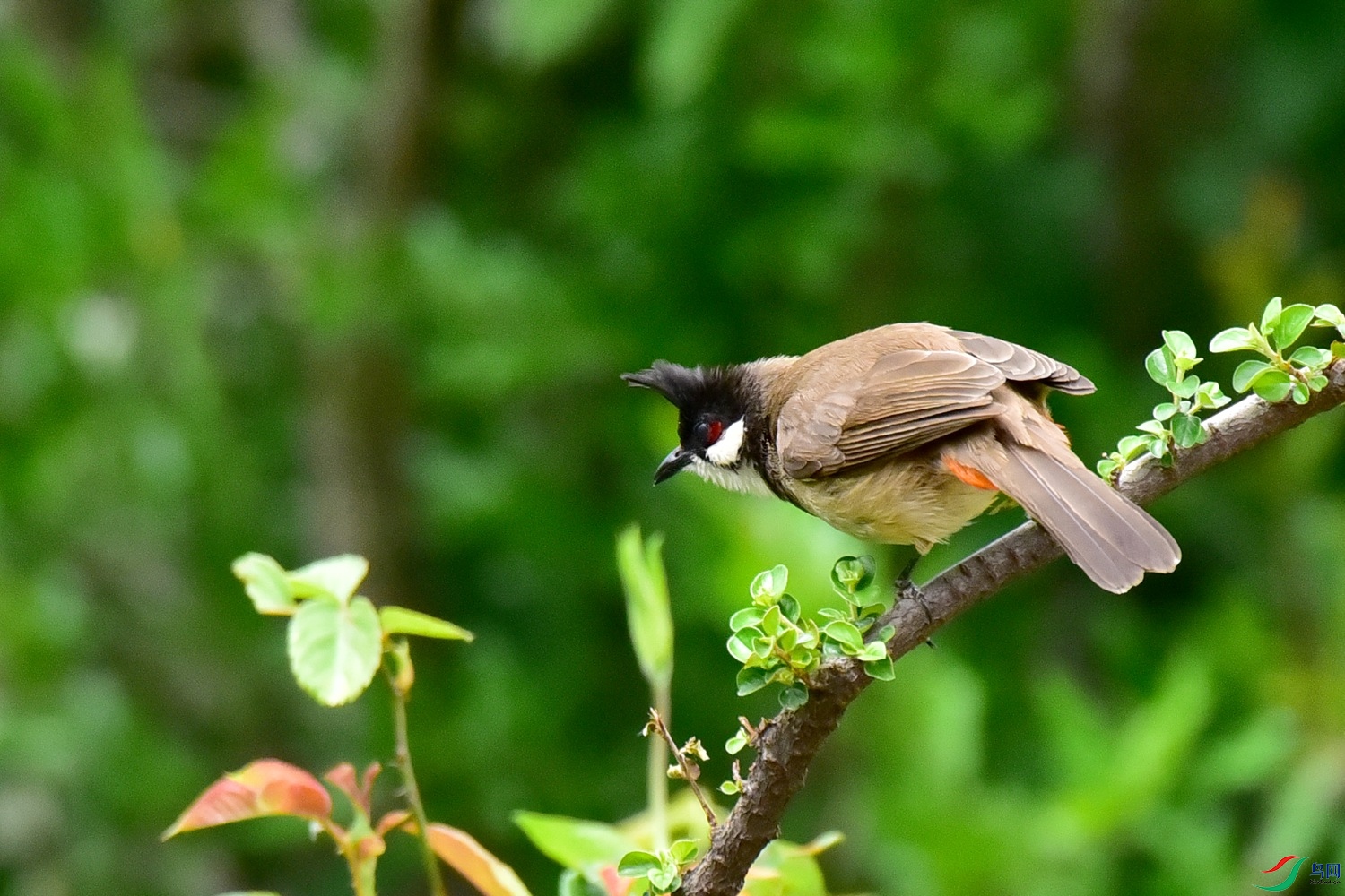 DSC_2658.JPG