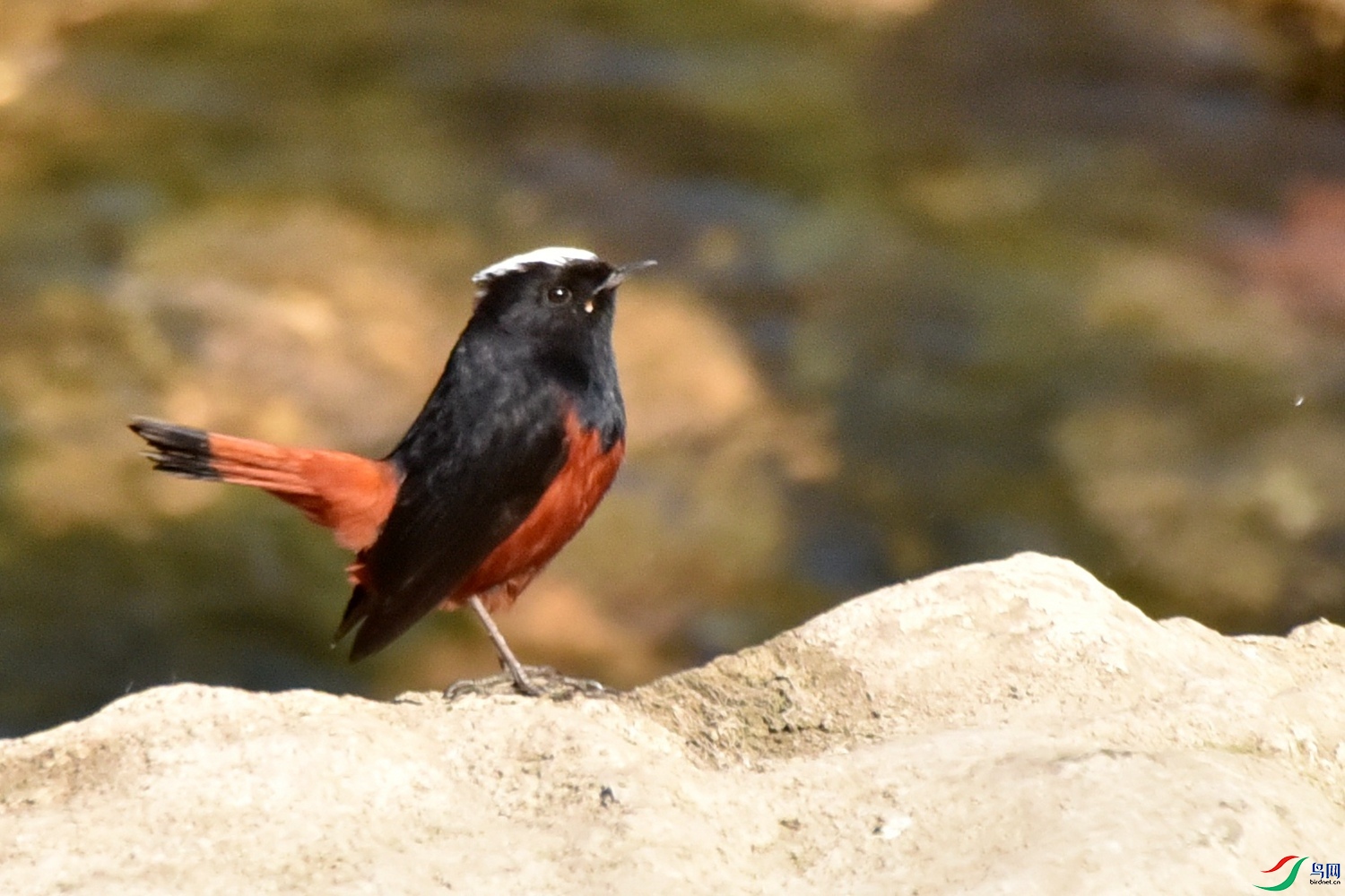 DSC_9513.JPG