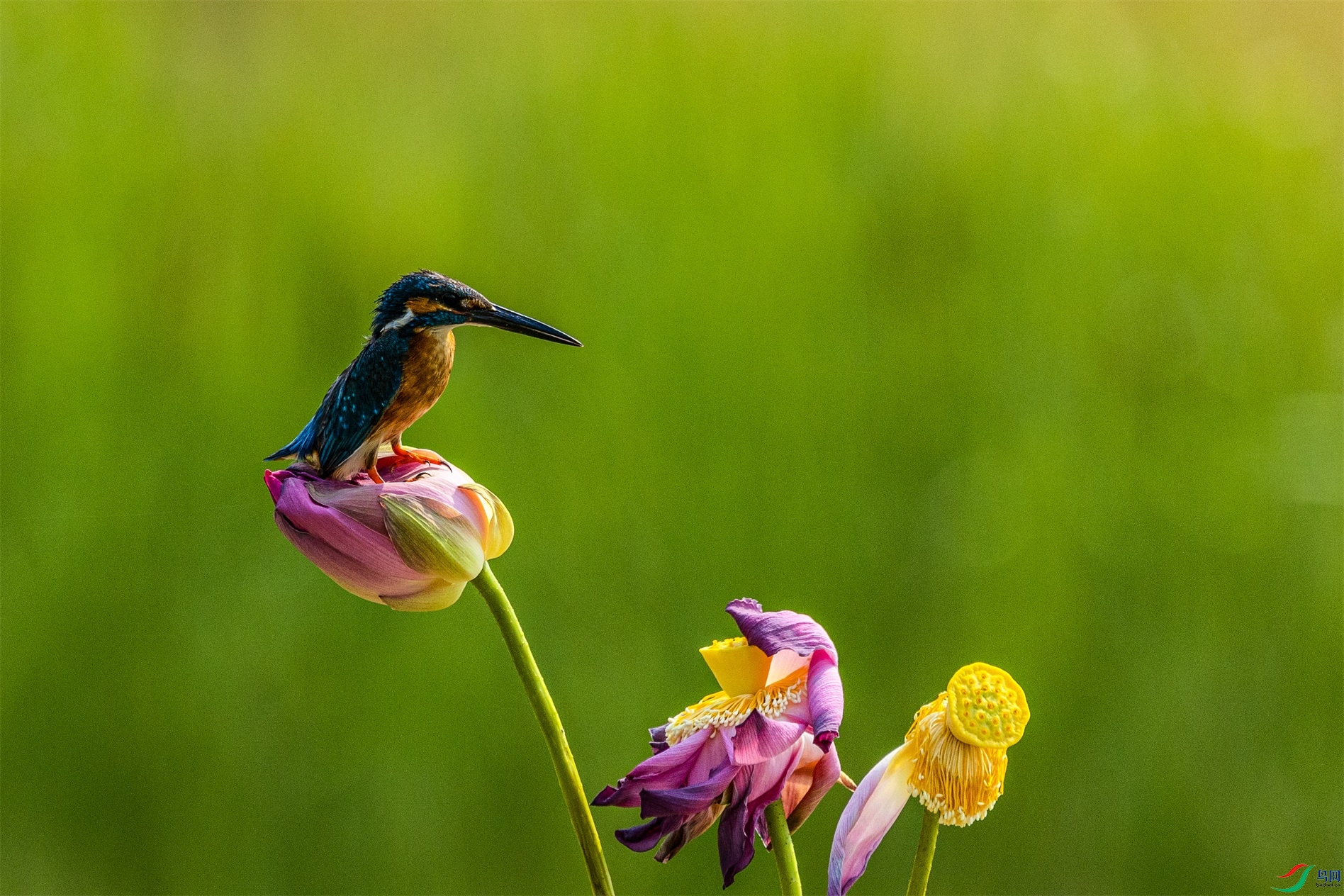 1K3A0918 ����1.jpg