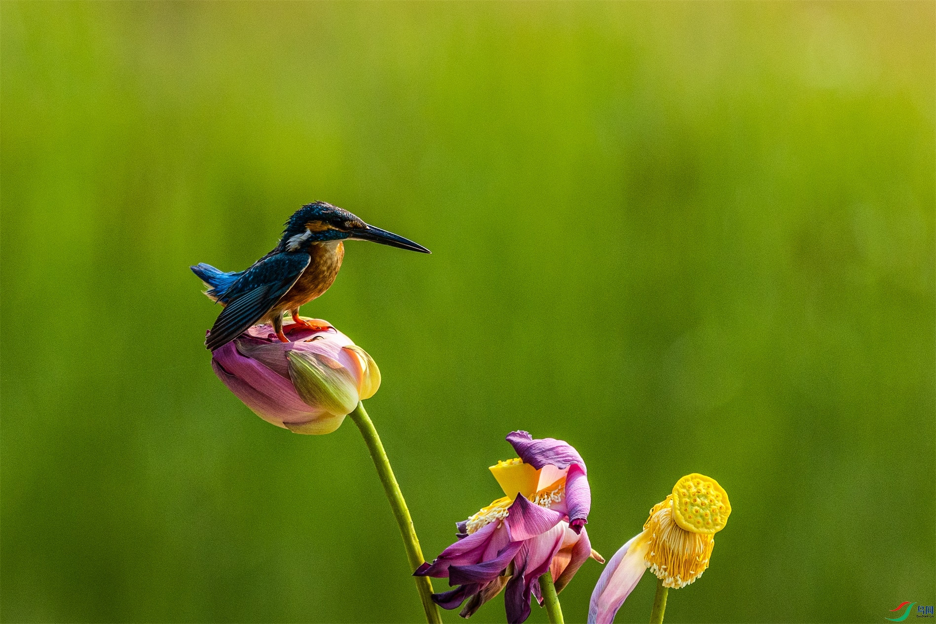 1K3A0920 ����1.jpg