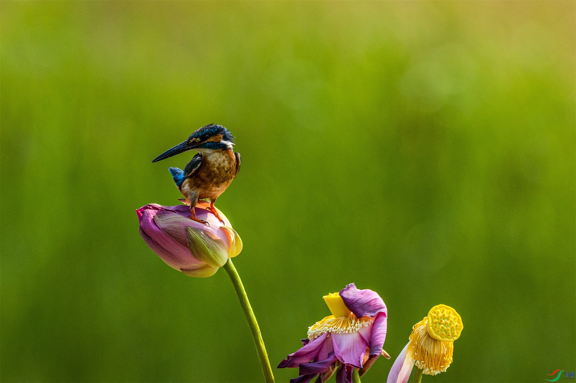 1K3A1038 ����1.jpg