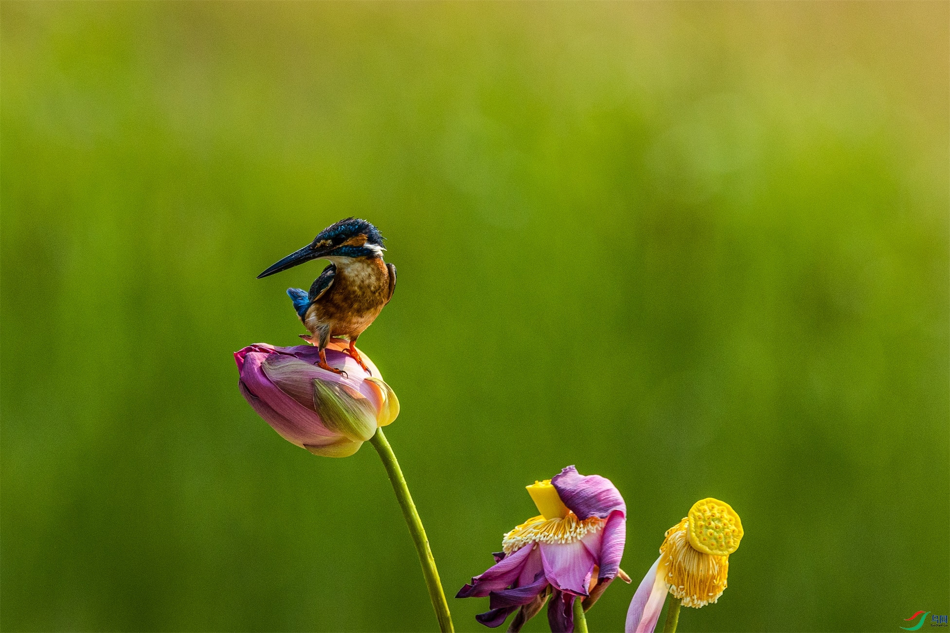 1K3A1039 ����1.jpg