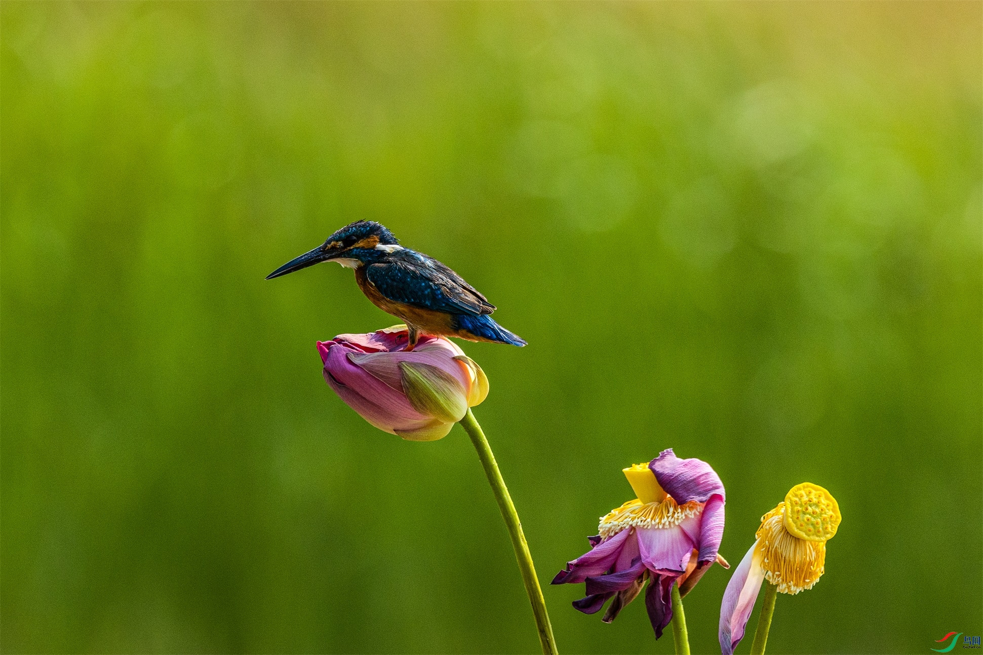 1K3A1041 ����1.jpg