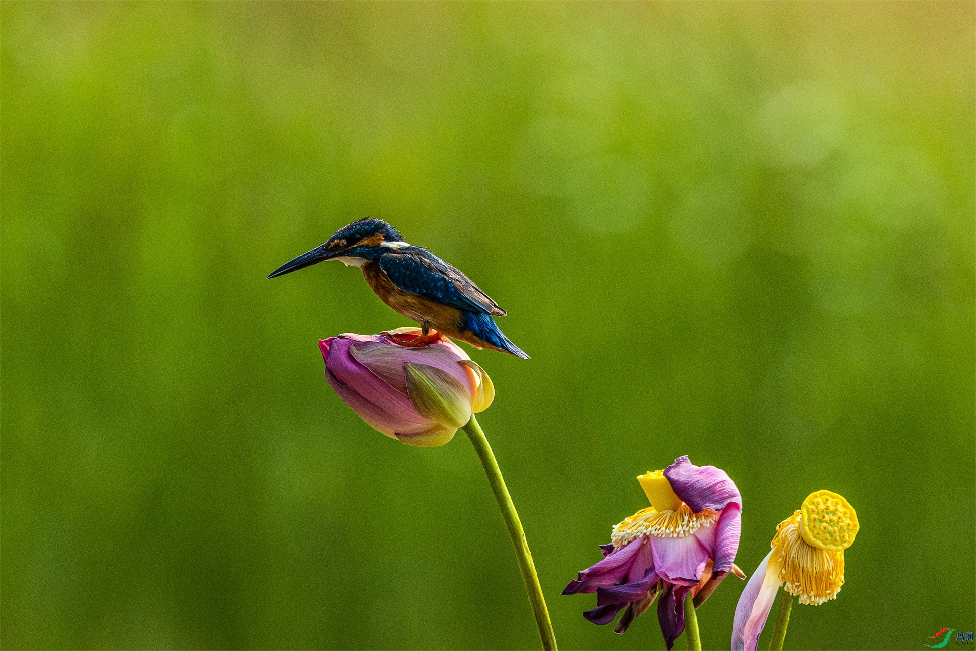 1K3A1040 ����1.jpg