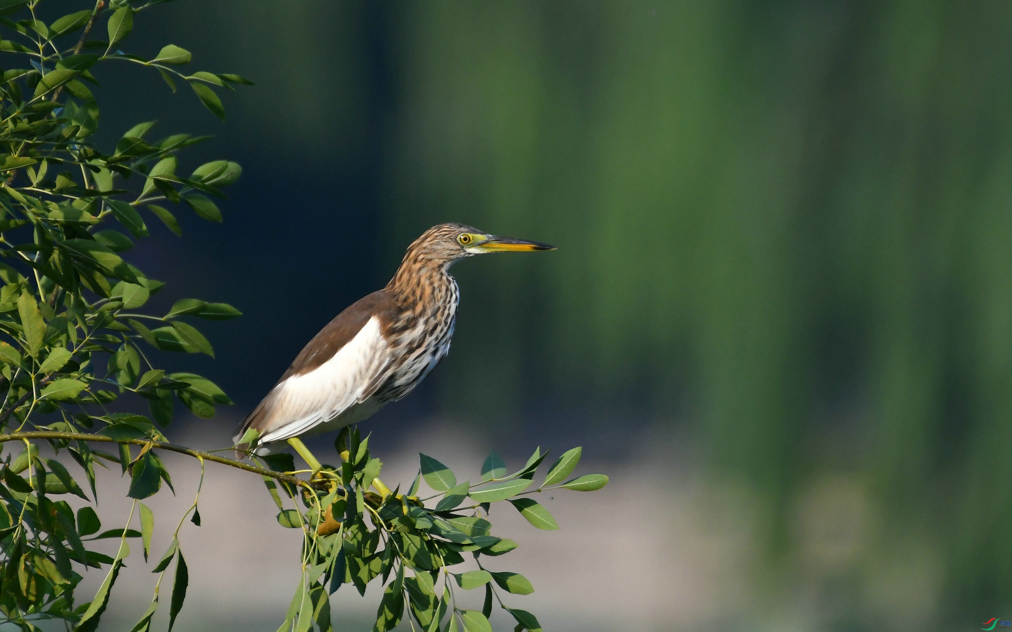 DSC_1652.JPG