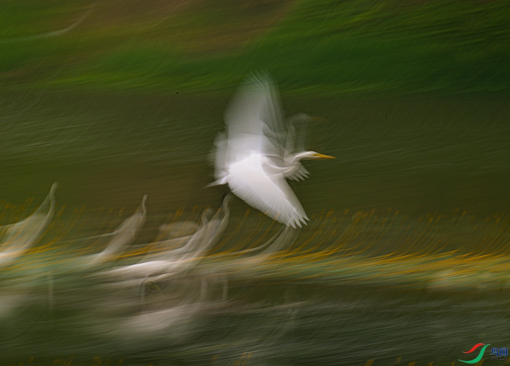 DSC_7570V.jpg