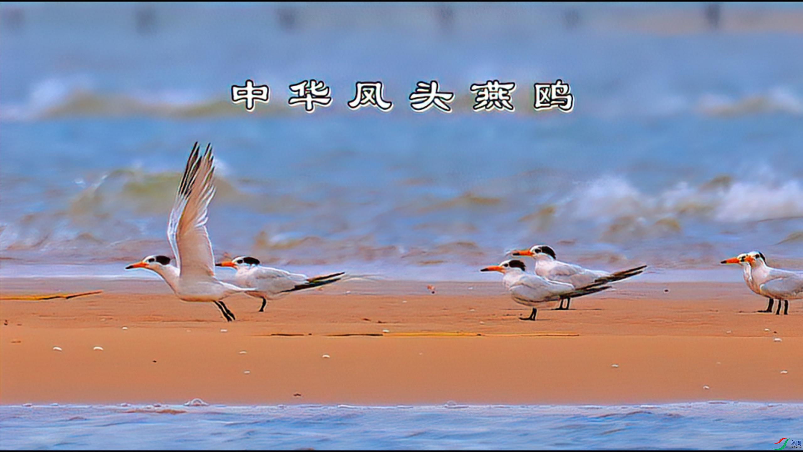 ��֮�񡪡��л���ͷ��Ÿ