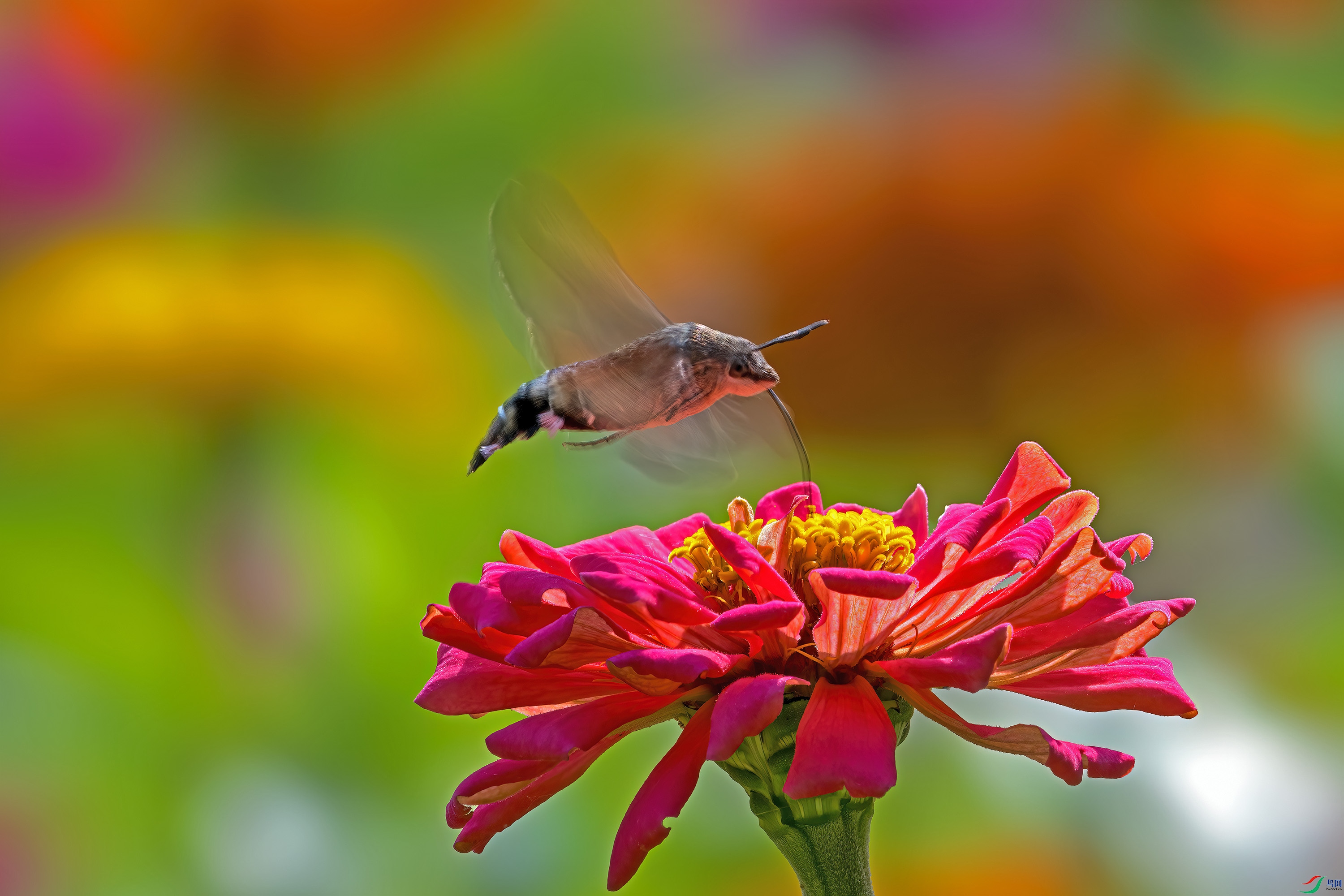 _DSN4838-����ǿ-SR.jpg