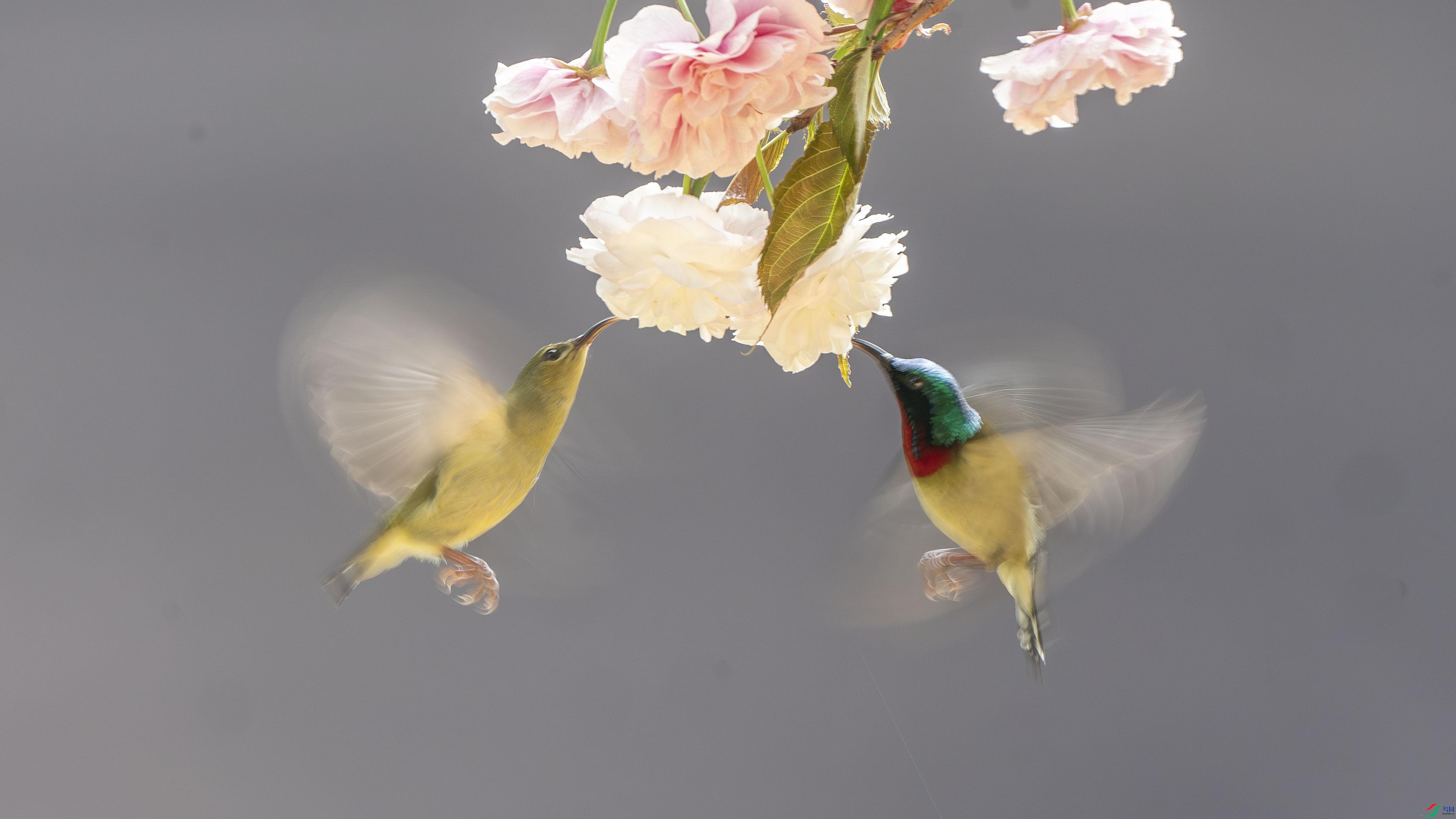 _DSC4350-����ǿ-NR ���� 2.jpg