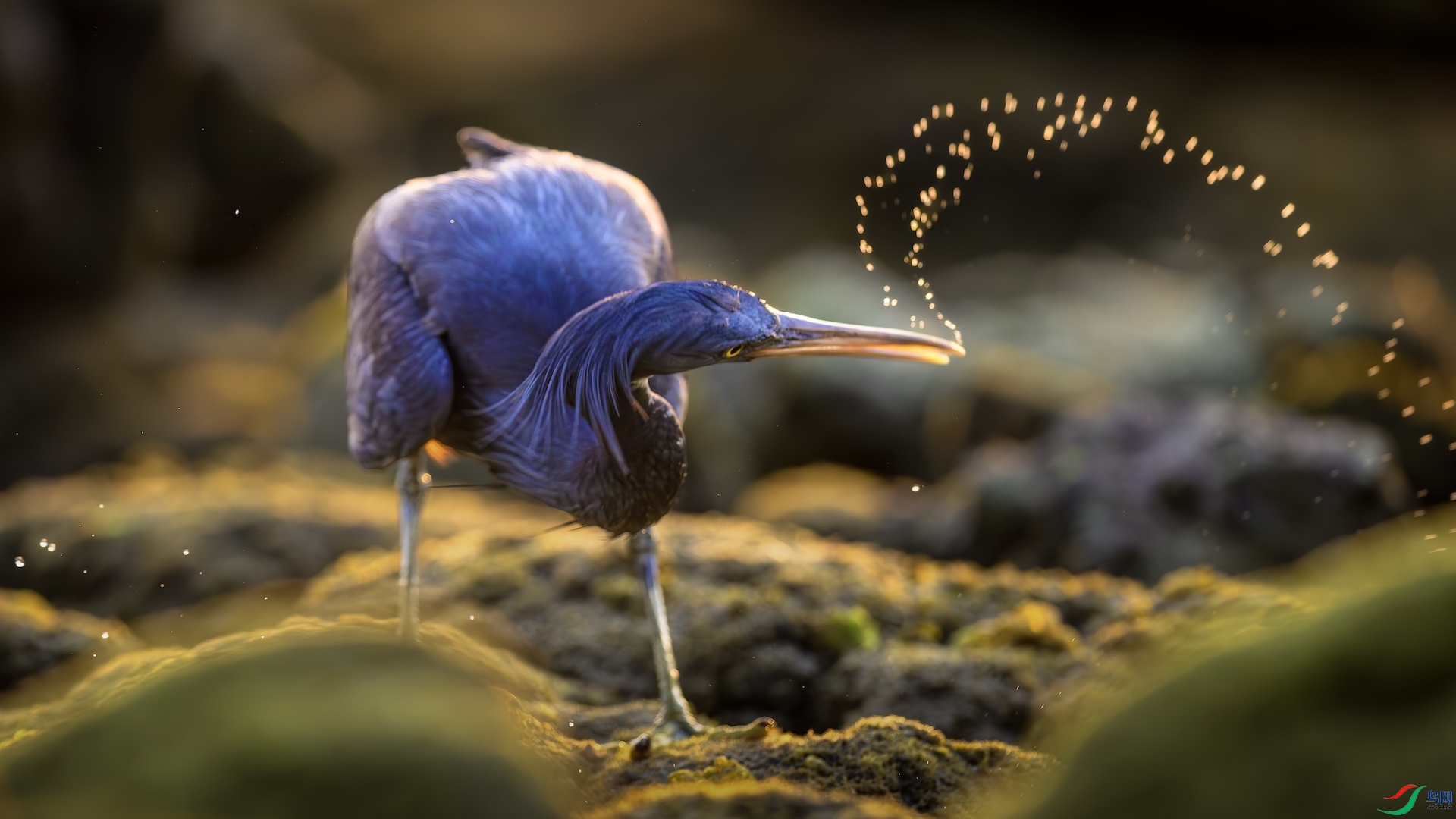 1_XXL8183-����ǿ-NR ����.jpeg