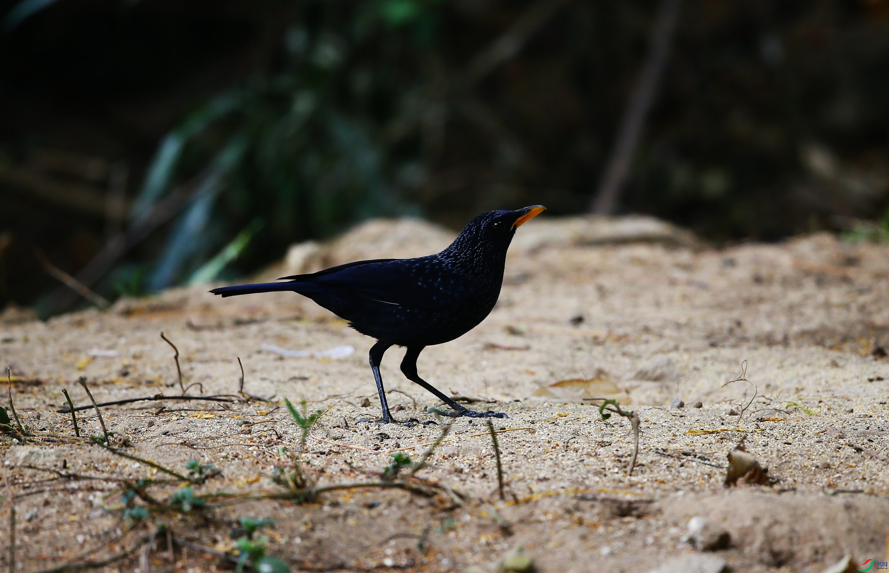 ��������� (15).JPG