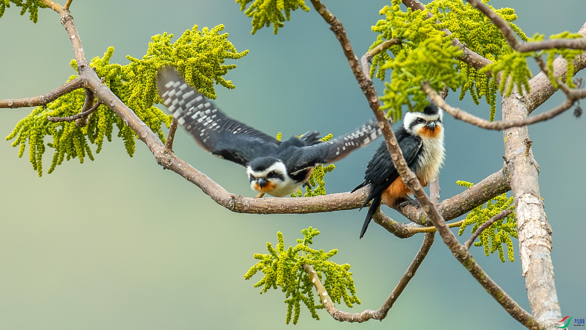 DSC_1345-����ǿ-NR.jpg