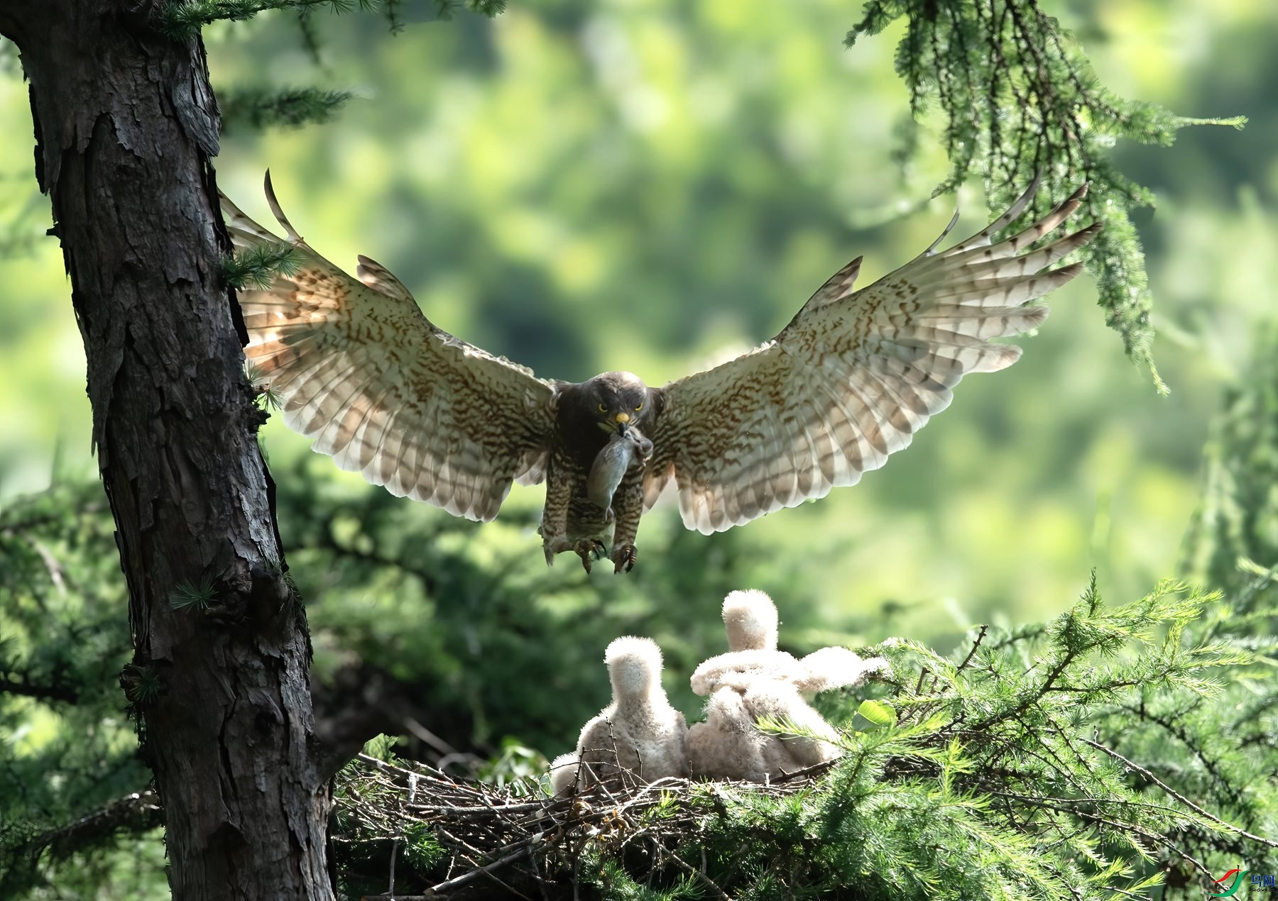 DSC_0964 ����_����.jpg