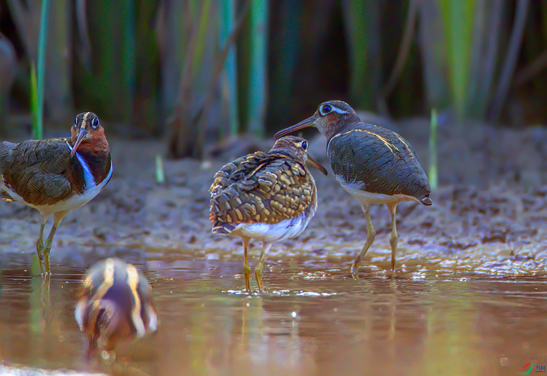 AS7I6940-Sha----1 .jpg