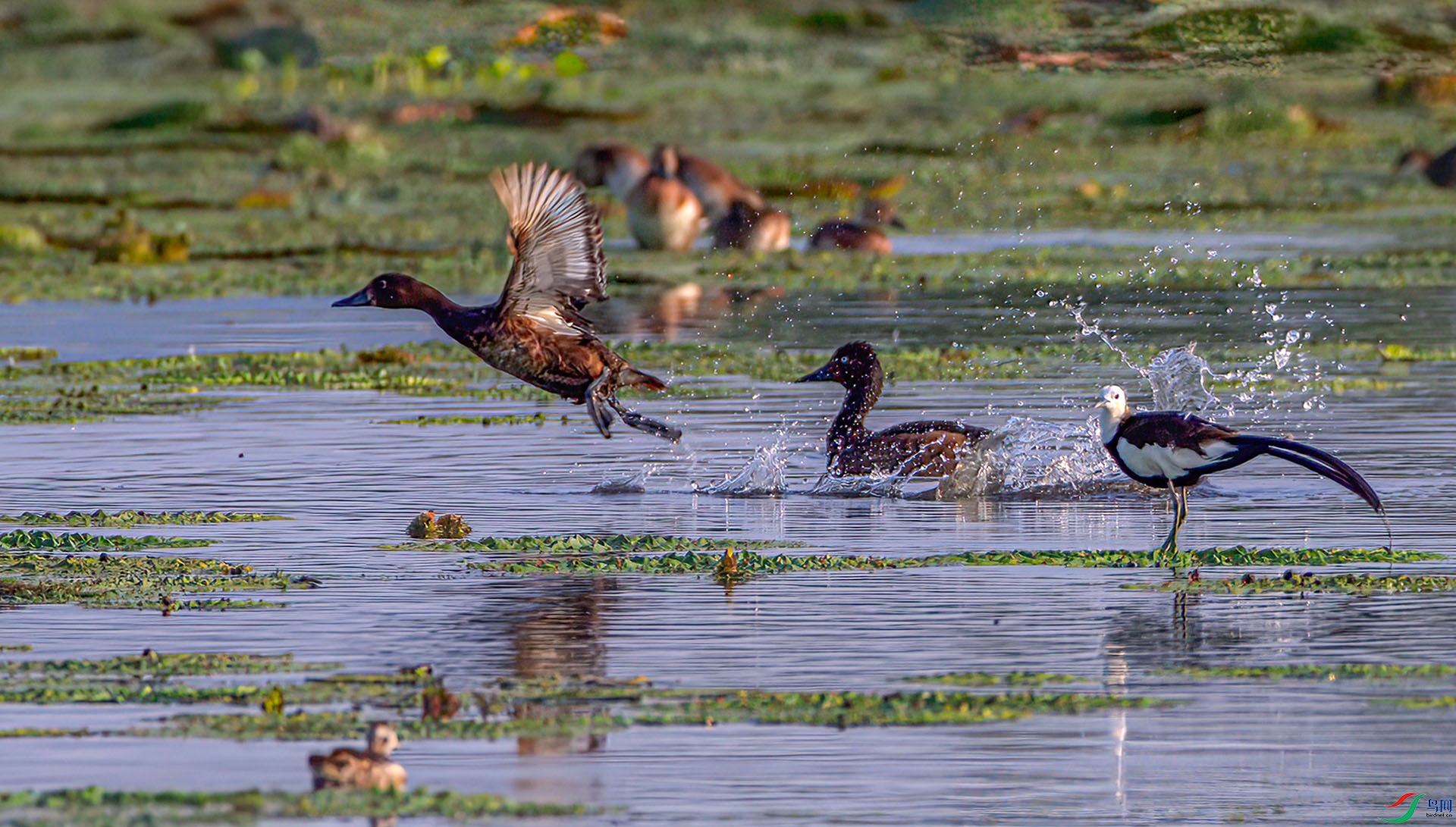 _S7I6324-Sh---1  .jpg