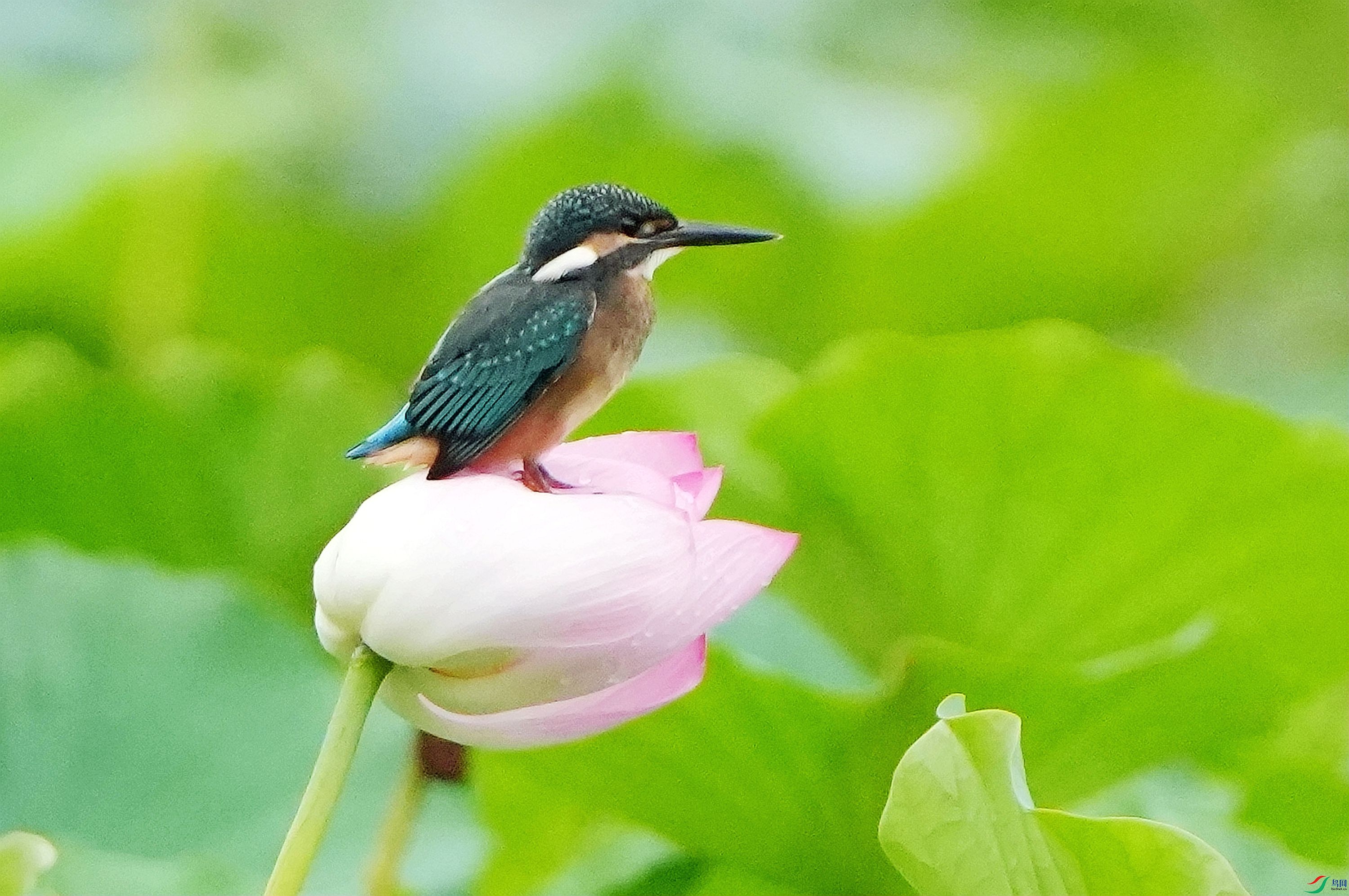 �ɻ��ϵ�С��DSC04865_����.jpg