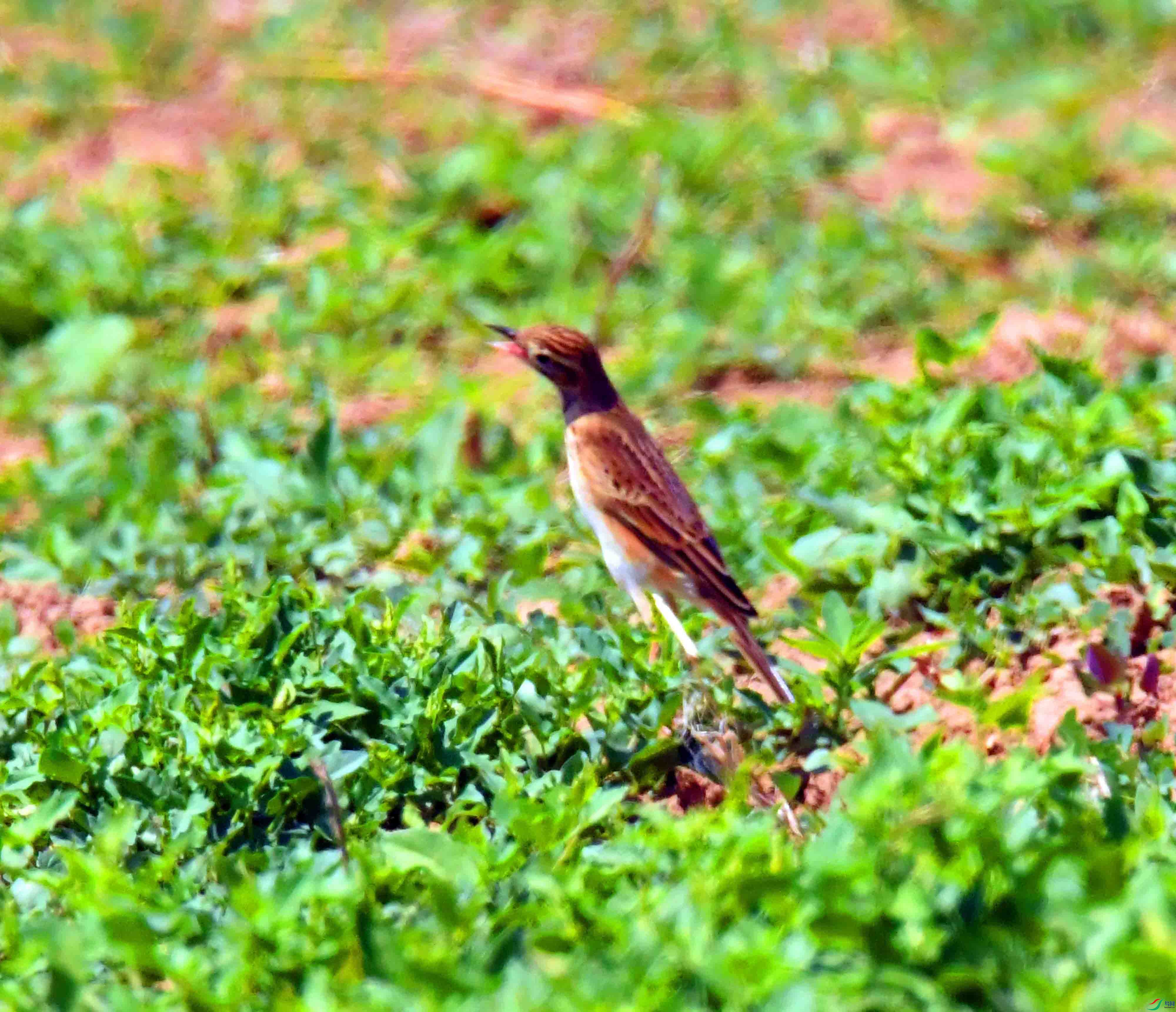 DSC_0485.JPG