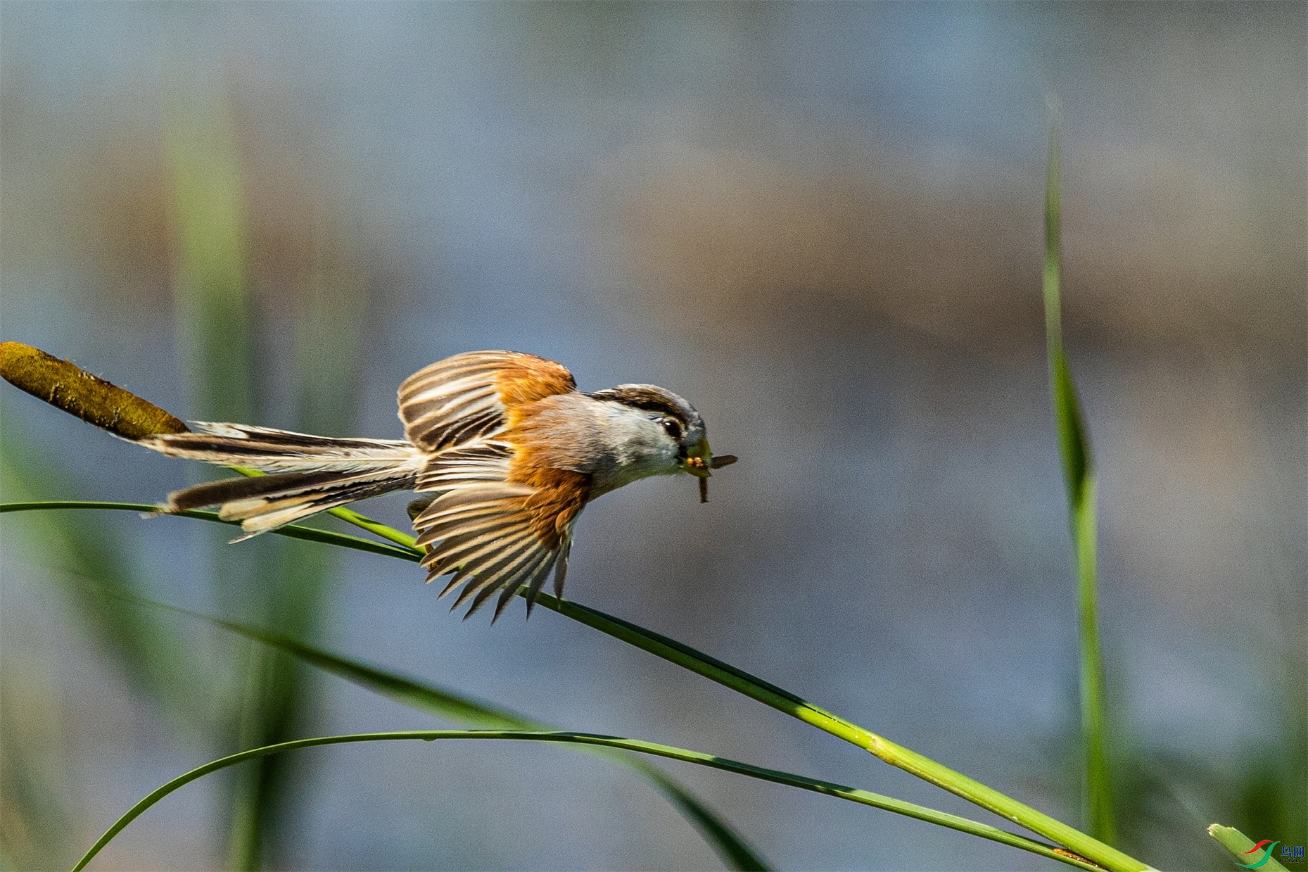 1K3A3134 ����1.jpg