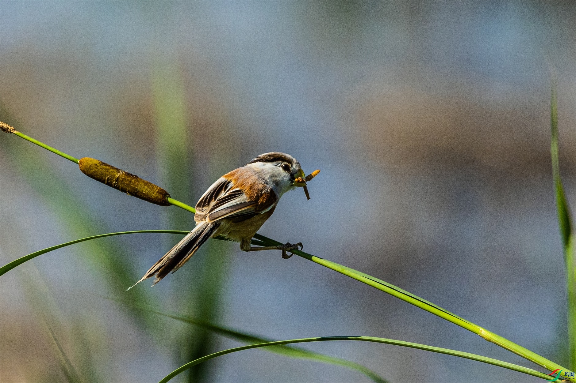 1K3A3133 ����1.jpg