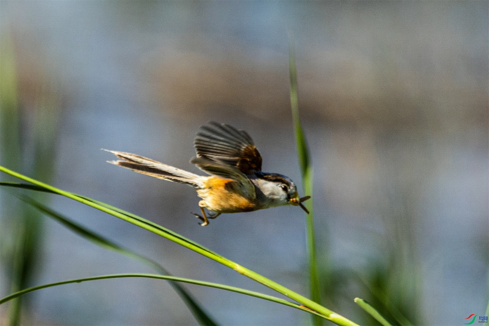 1K3A3135 ����1.jpg